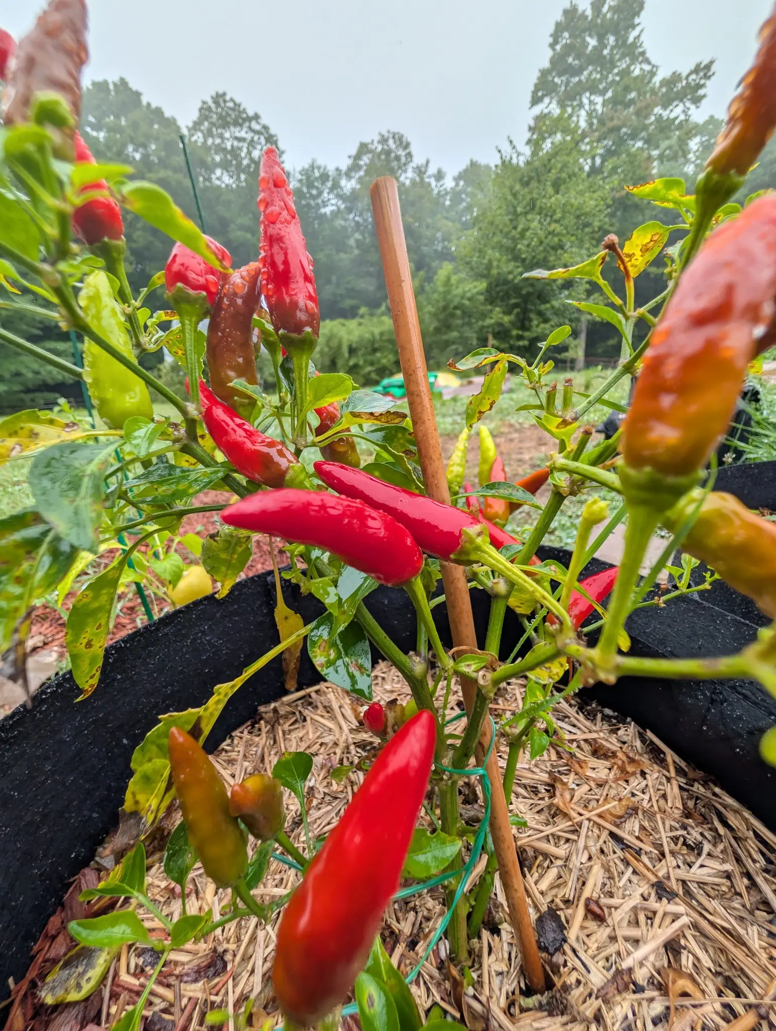 A Chili Red plant on 17 August shot from ground level looking up, most of its slim cones already glossy scarlet and holding rain, two gone chocolate-bronze, with the treeline behind dissolved to mist under a flat white sky.