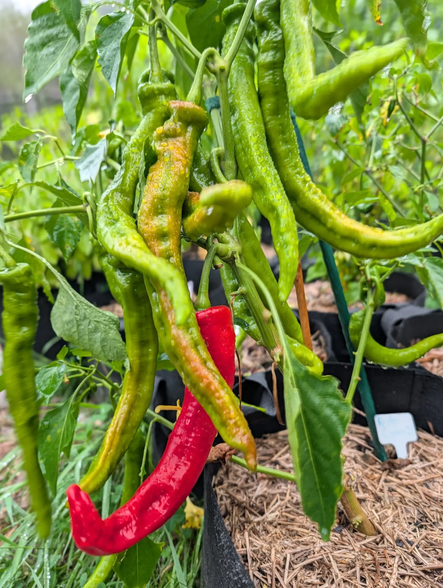Ristra Cayenne chilies on 17 August, a curtain of them hanging long and hooked, one turned comma-curved scarlet at the front and one behind mottling to amber under so many raised blisters that they cannot be told from the rain on them.