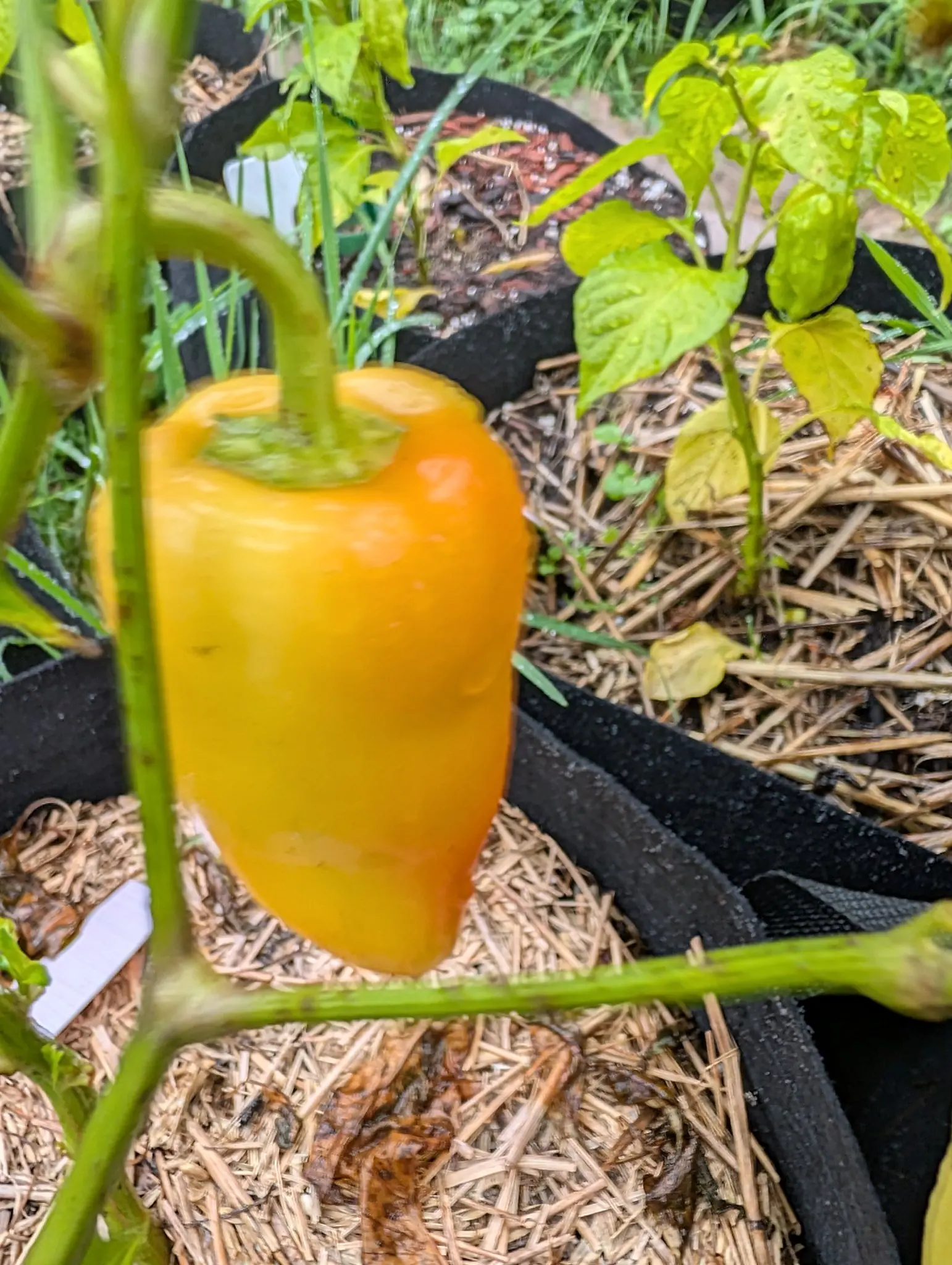 A Gatherer's Gold pepper on 17 August seen from above, egg-yolk yellow with apricot running down one flank and over the rounded tip, its calyx lobes fanned flat across the skin and flecked dark, each crease holding rain under a gray sky.