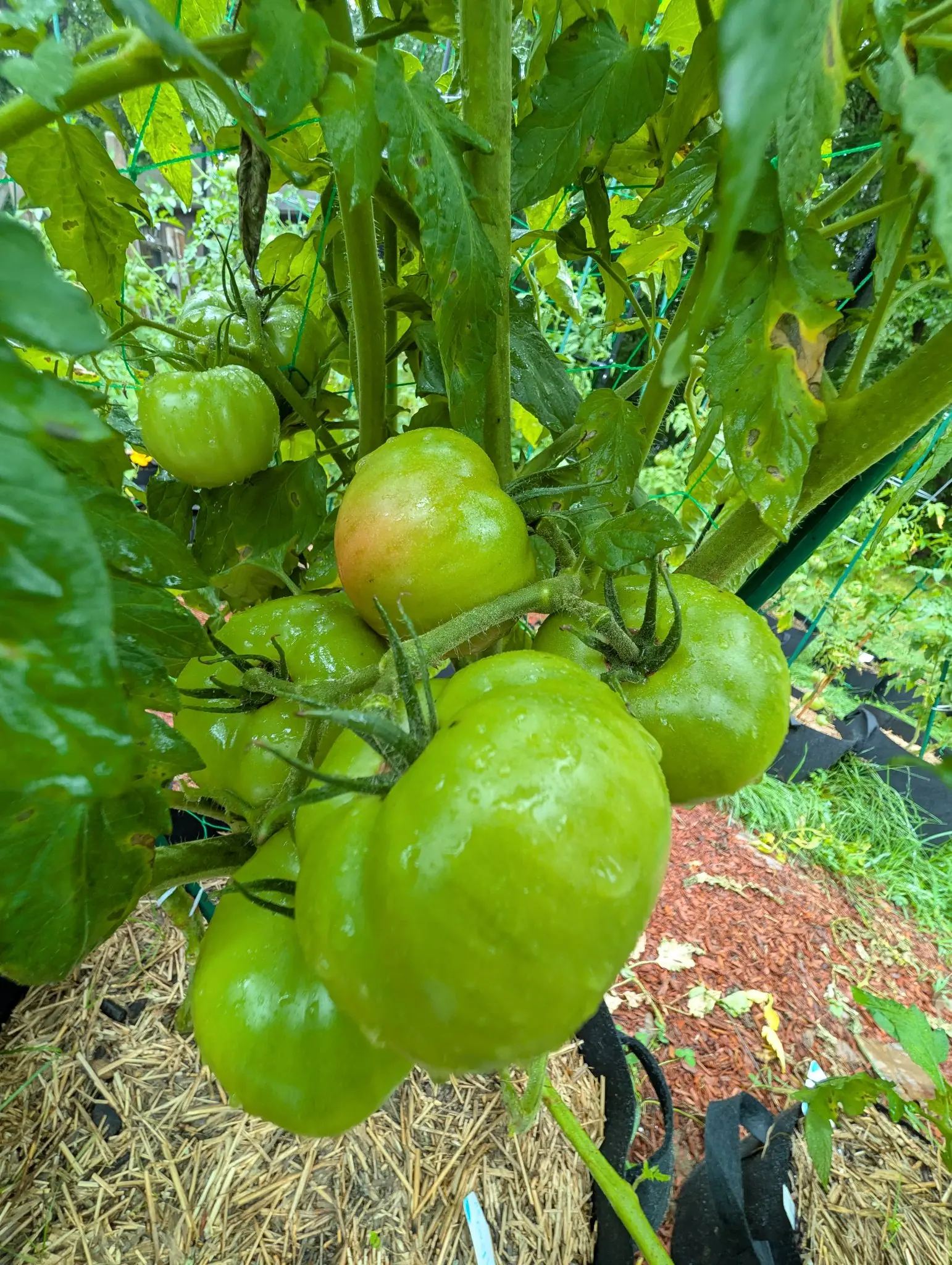 A Big Boy truss on 17 August, seven or eight pale apple-green globes weighing the stem down and faintly striped darker across the shoulders, one of them just breaking with its shoulder washed salmon-pink, rain standing on every skin.