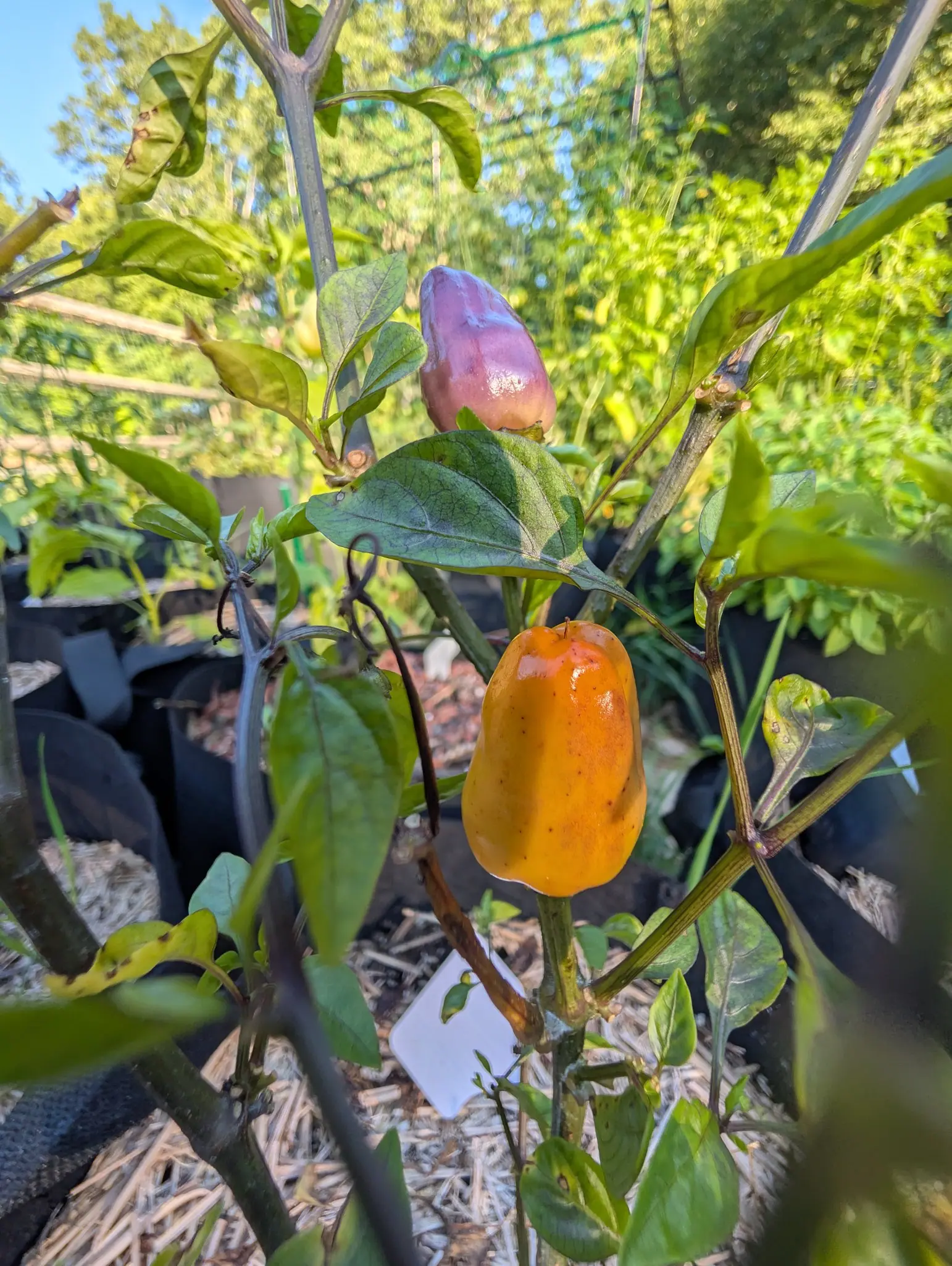 Chinese 5-Color peppers on 18 August, both standing point-up in strong low sun: a glossy orange bell paling to yellow down one side, and above it a mauve-purple bullet browning at the shoulder, with a wedge of blue sky at the corner.