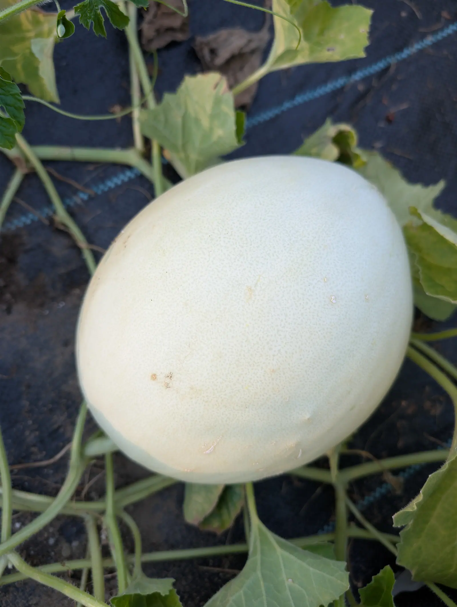 A Green Flesh honeydew on 18 August lying on its side, as long as two of the leaves beside it, the rind unnetted and unribbed — waxy cream stippled all over with fine sage-green flecks — under low side light throwing hard shadows.