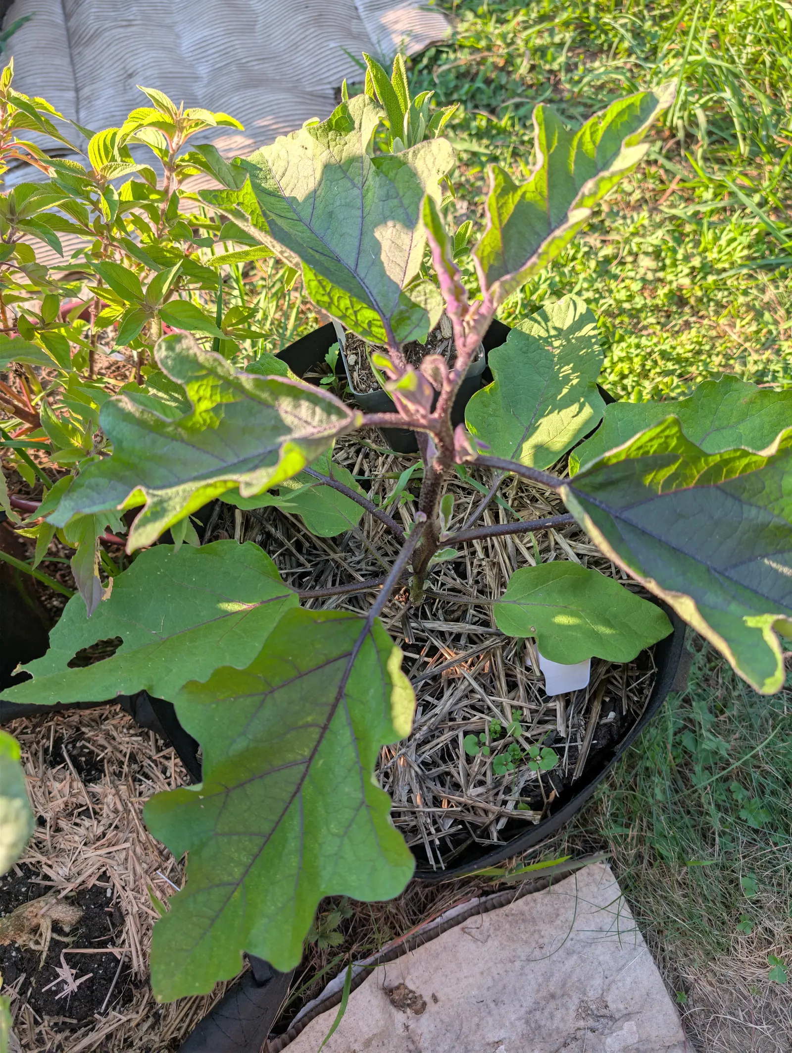 A Ping Tung Long eggplant on 18 August, still all leaf and no flower: eight blades held out flat, purple running from each midrib along every vein and down the bristled stems, their gray-felted surfaces taking low warm sun from one side.