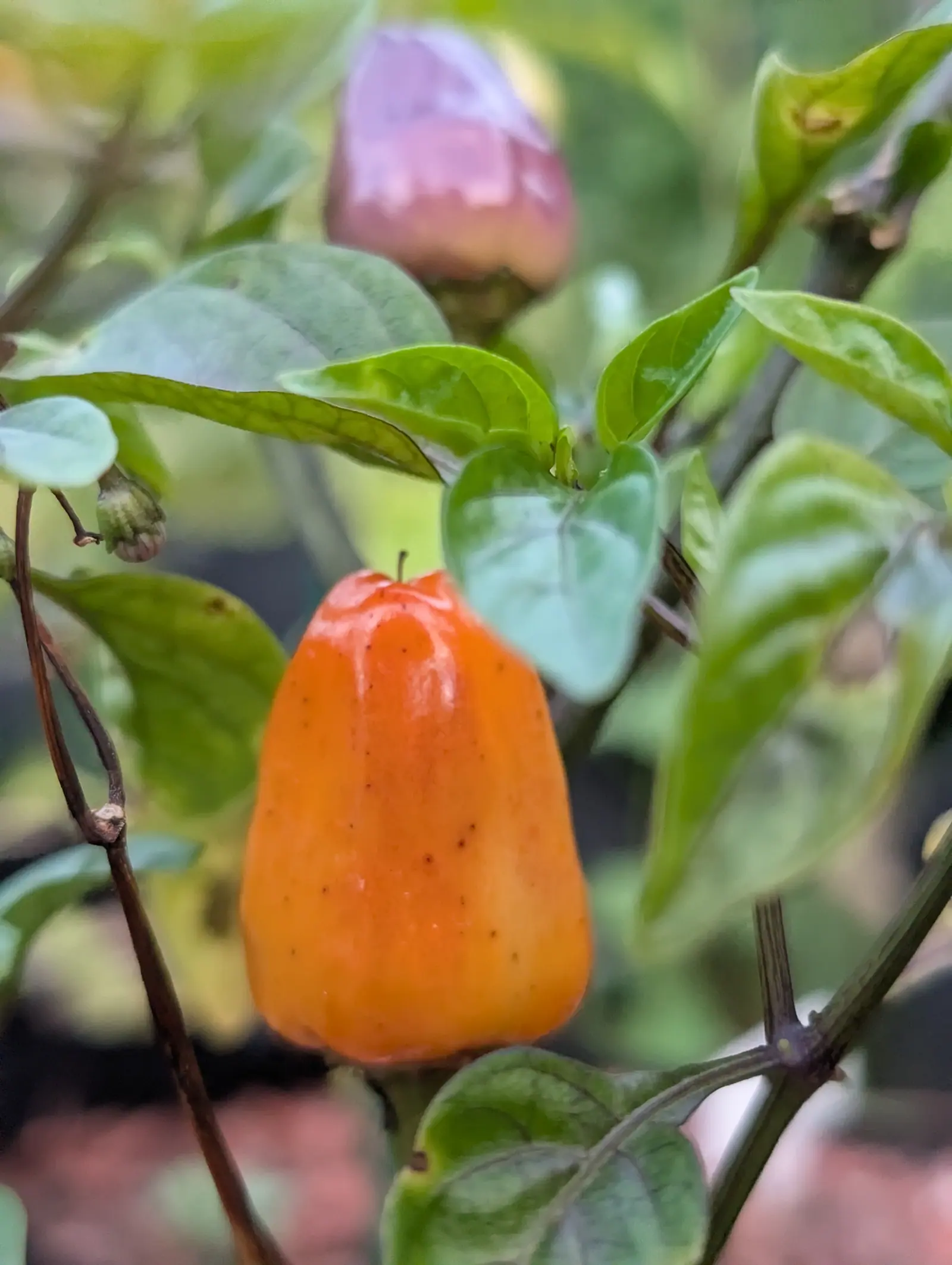 A Chinese 5-Color pepper on 19 August, one erect ribbed bell held in a sliver of focus and coloring unevenly — salmon-orange over the top, apricot down the right, freckled with pinpoint brown — as a mauve one dissolves above it in dim light.