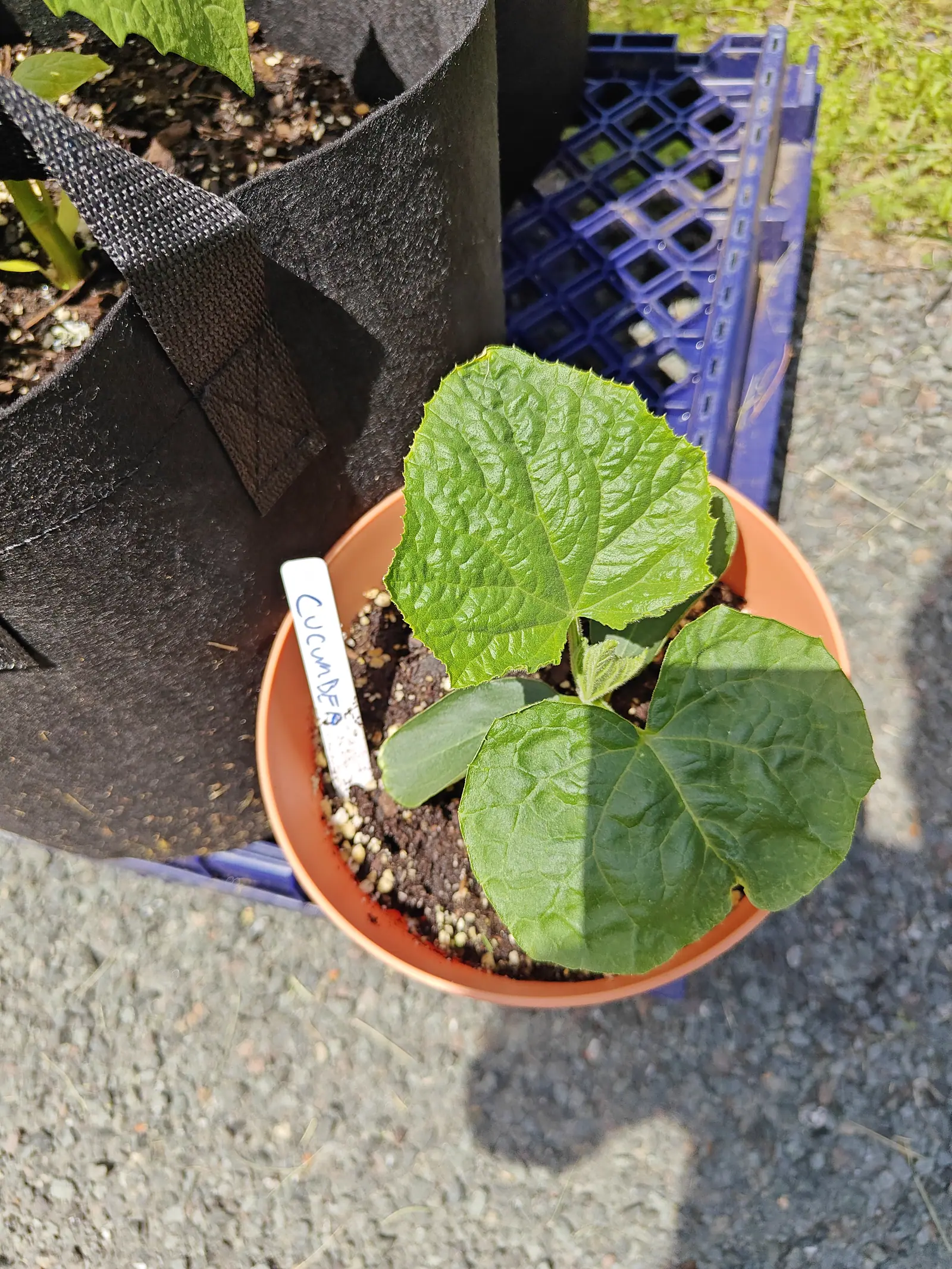 A Suyo Long cucumber on 4 June, two true leaves out and a third unfolding above one surviving strap-shaped seed leaf — every margin tooth tipped with a stiff bristle, the blade puckered into hollows between its veins in hard sun.