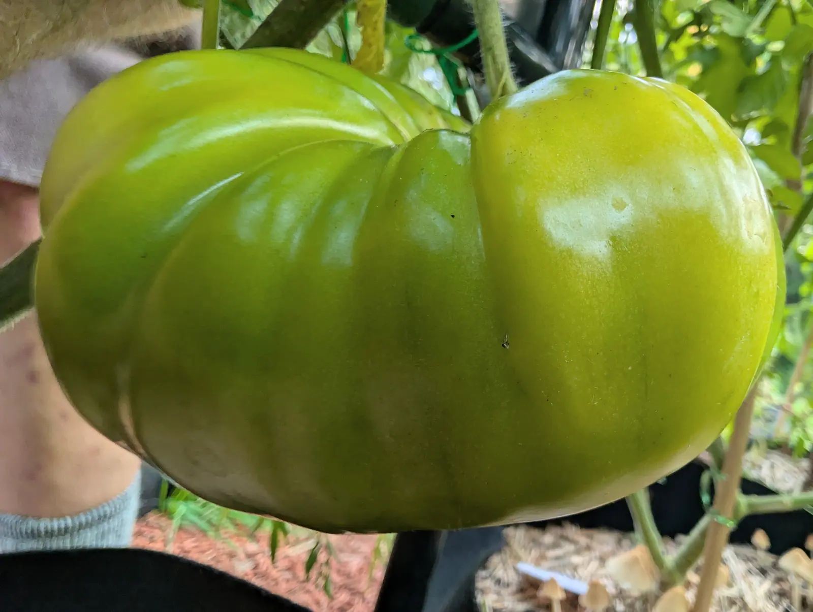 A Pineapple Tomato on 19 August, close to the lens and wholly unripe — five big lobes radiating from a puckered crown, apple-green paling toward one side with no red anywhere — and a clutch of tan toadstools risen beside it in dappled sun.