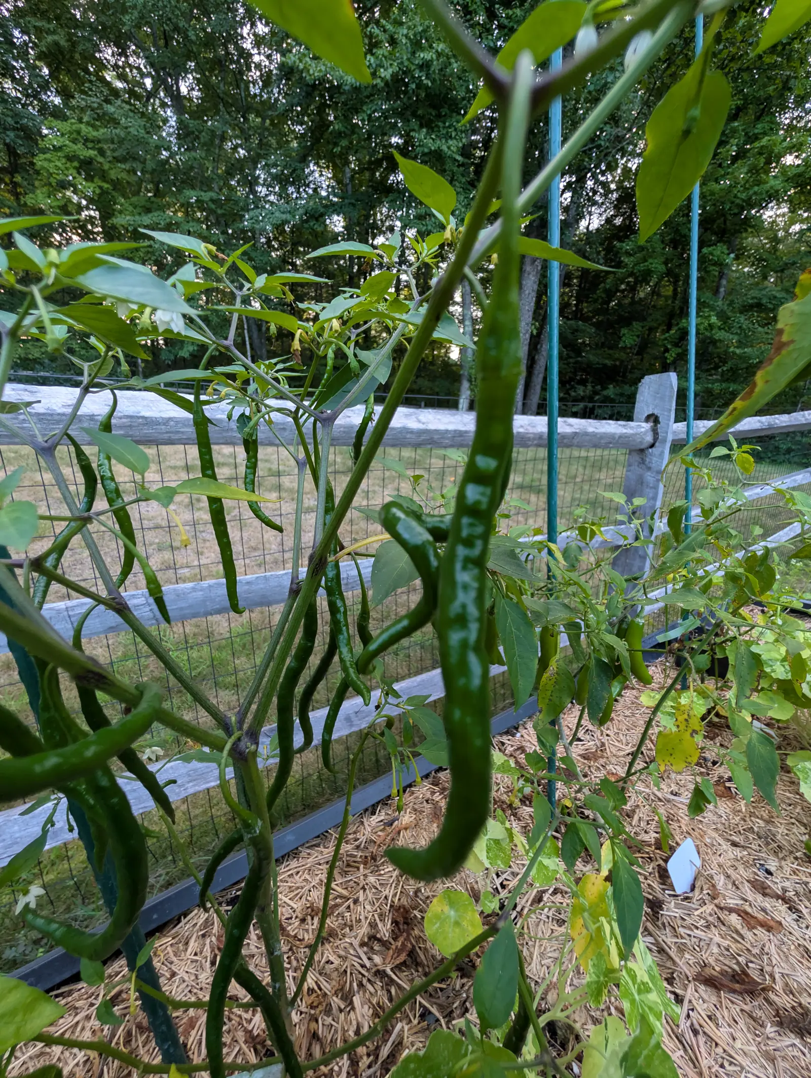 Gong Bao chilies on 19 August, twenty hanging straight down like green cords, every one kinked or waved rather than straight and none yet turning, with white flowers still open among them and low evening sun breaking through the trunks behind.