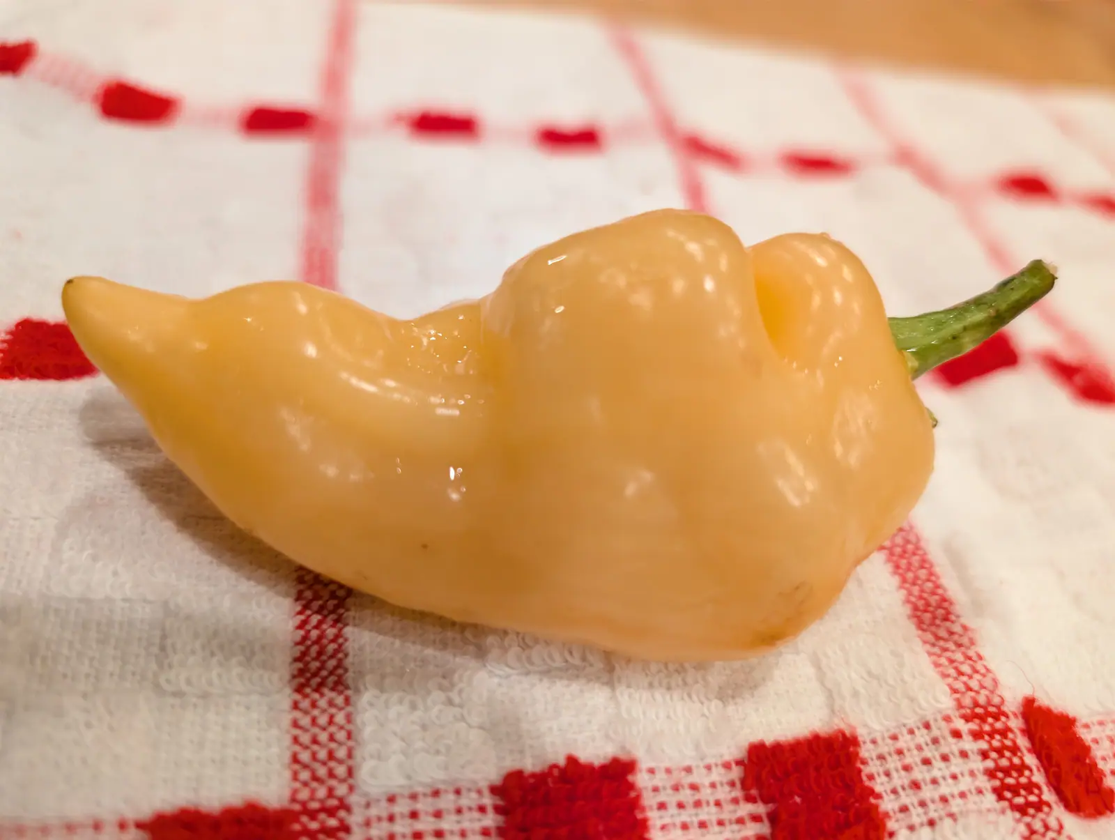 A Sugar Rush Peach picked on 20 August, pale apricot cream all over and swollen at one end into three rounded bosses with a deep crease between them, its snapped stalk showing pale broken fibers, on a red-checked towel indoors.