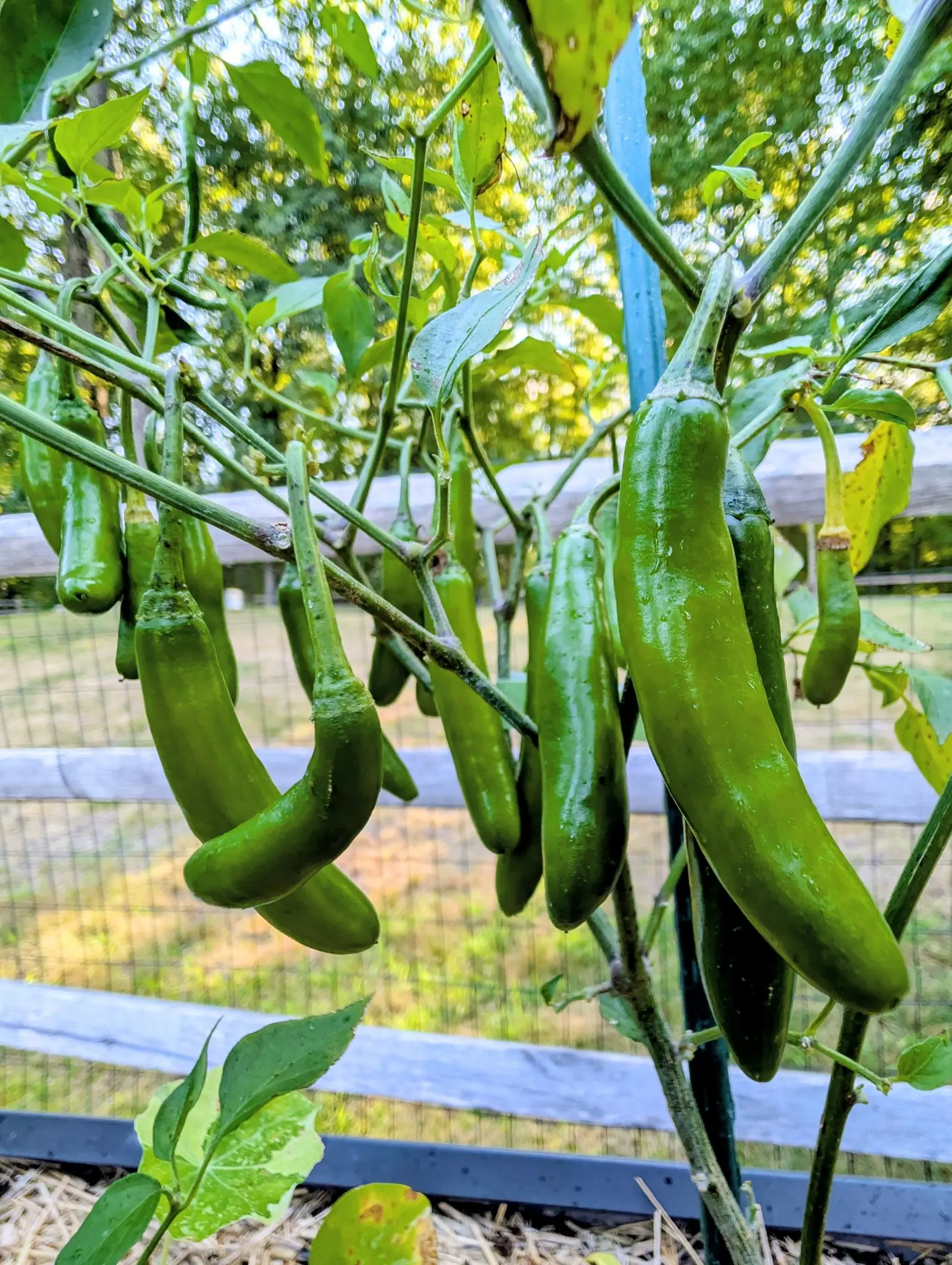 Serrano chilies on 20 August, fourteen of them hanging blunt-tipped and still uniformly green, faintly ribbed at the shoulder and a few hooked, with the sun coming from behind them and the treeline beyond broken into bright points of light.