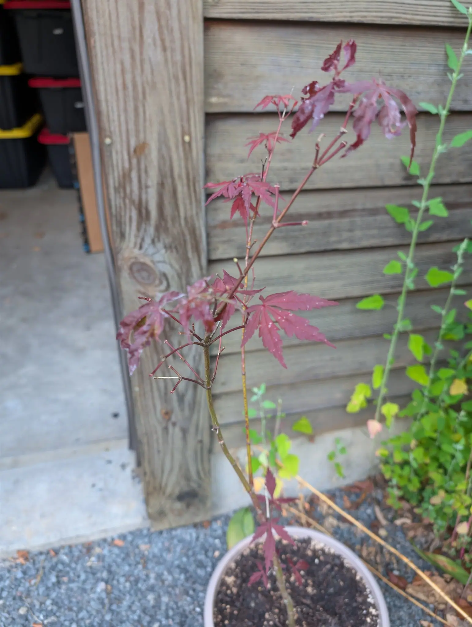 A young Japanese maple on 20 August, its leaves cut into seven narrow double-toothed lobes and held translucent rose-crimson on red stalks, a dozen bare petioles standing among them, against weathered clapboard siding in flat shade.