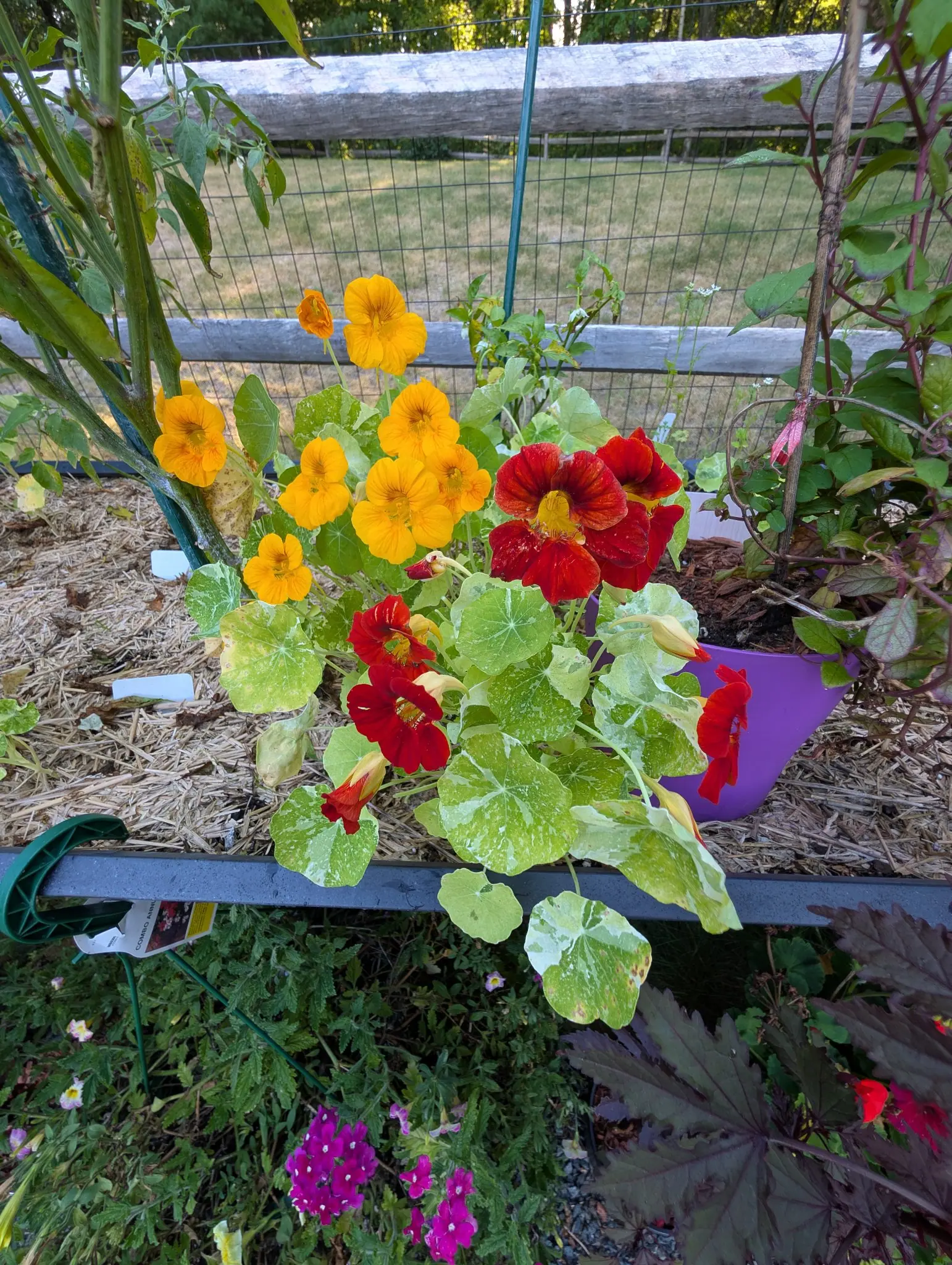 Alaska Mix nasturtiums on 20 August with two colors open at once — clear yellow-orange held up on long stalks above deep scarlet lower down, every throat lined with fine crimson — over shield leaves marbled cream, in long evening shadows.