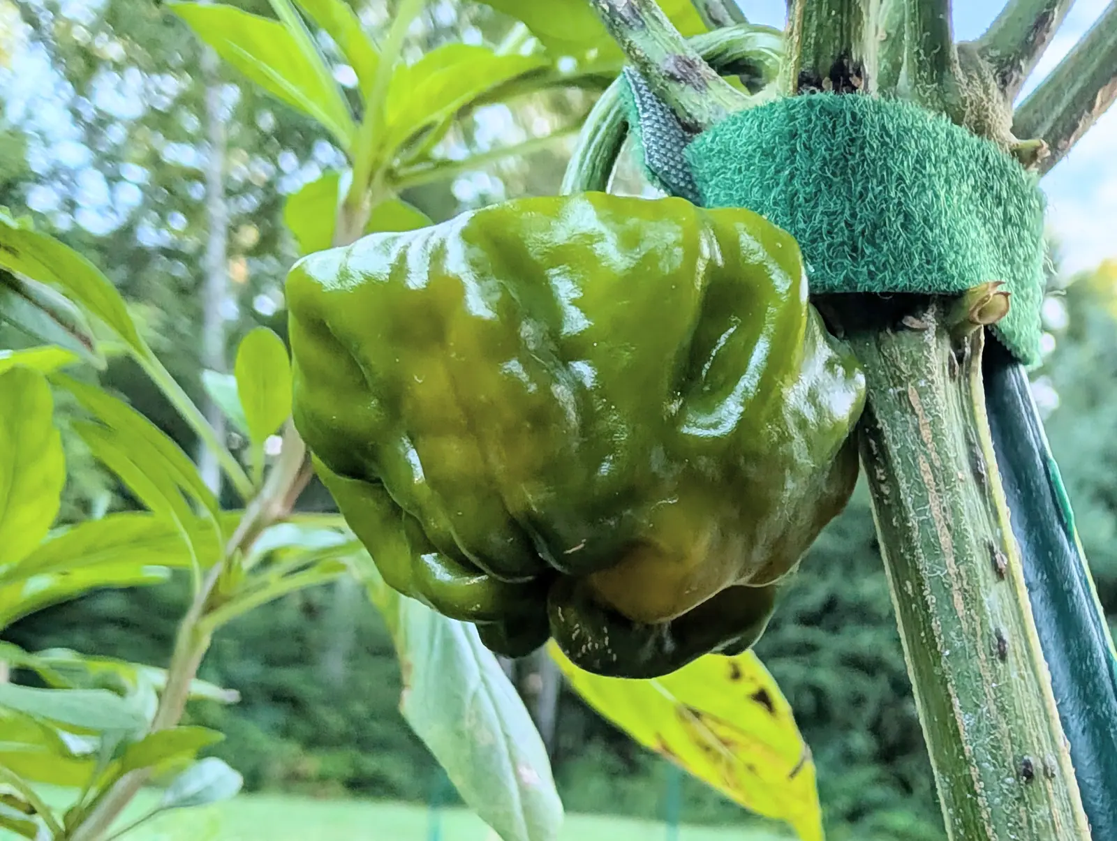 An Armageddon pepper on 20 August, still wholly green, its wall thrown into deep vertical folds that run from a squared shoulder down to a tightly puckered tip and stay smooth between, with pale sky showing through a dark treeline behind.