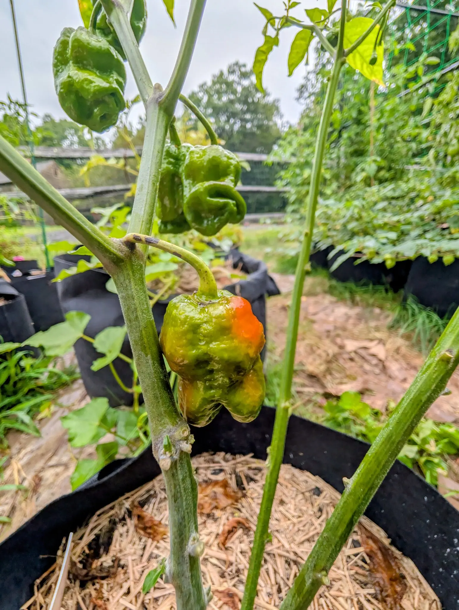 An Armageddon pepper on 20 August turning at both ends at once — one whole shoulder gone bright orange along a clean edge, a duller flush climbing from the blossom end, the green between untouched — shot from below against a white sky.