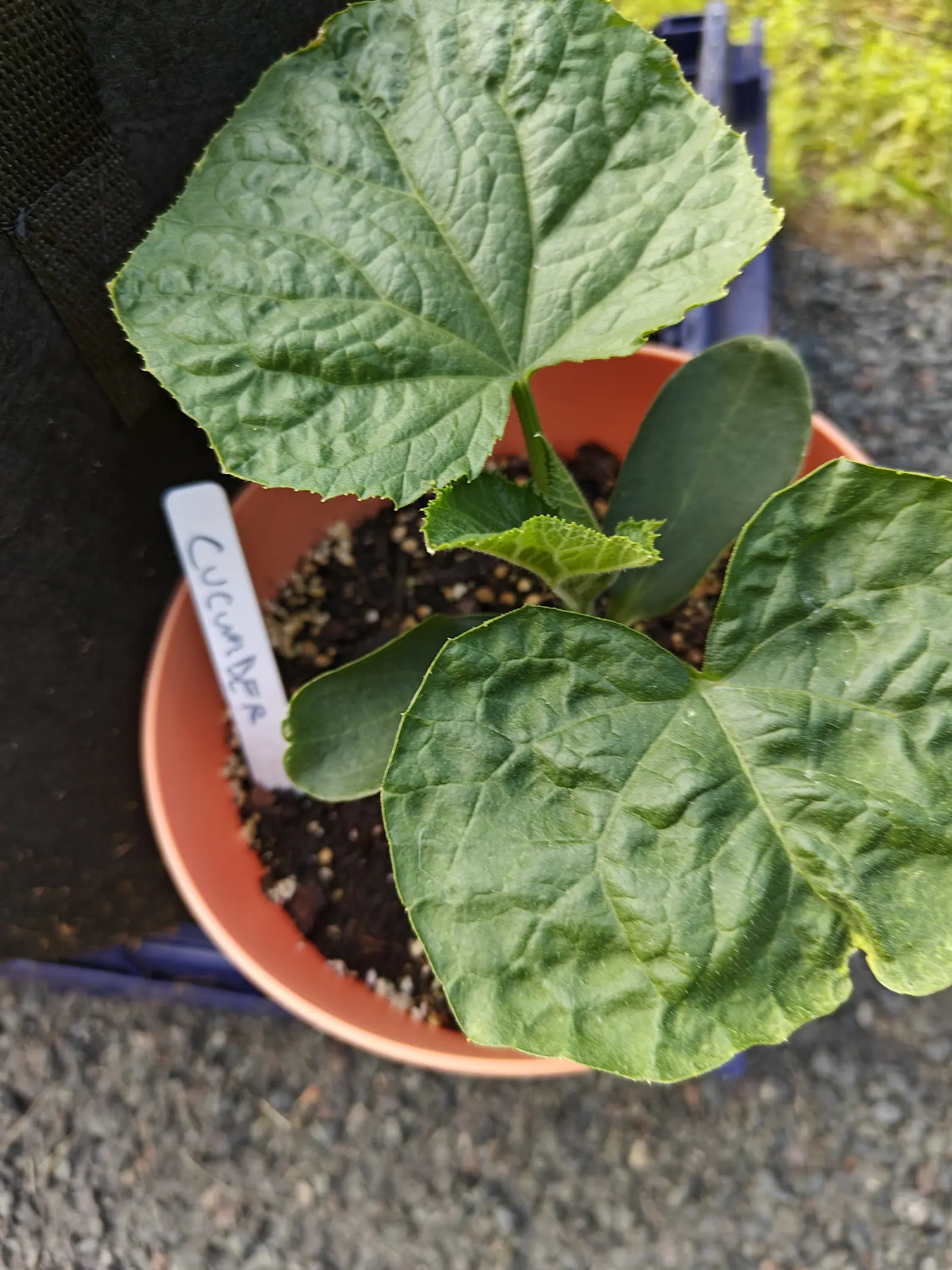 A Suyo Long cucumber close up on 5 June, four leaves now and both blue-green seed leaves still holding below — rim and leaf stalk fringed with stiff translucent bristles, the dark blades sunk into hollows between the veins in soft light.