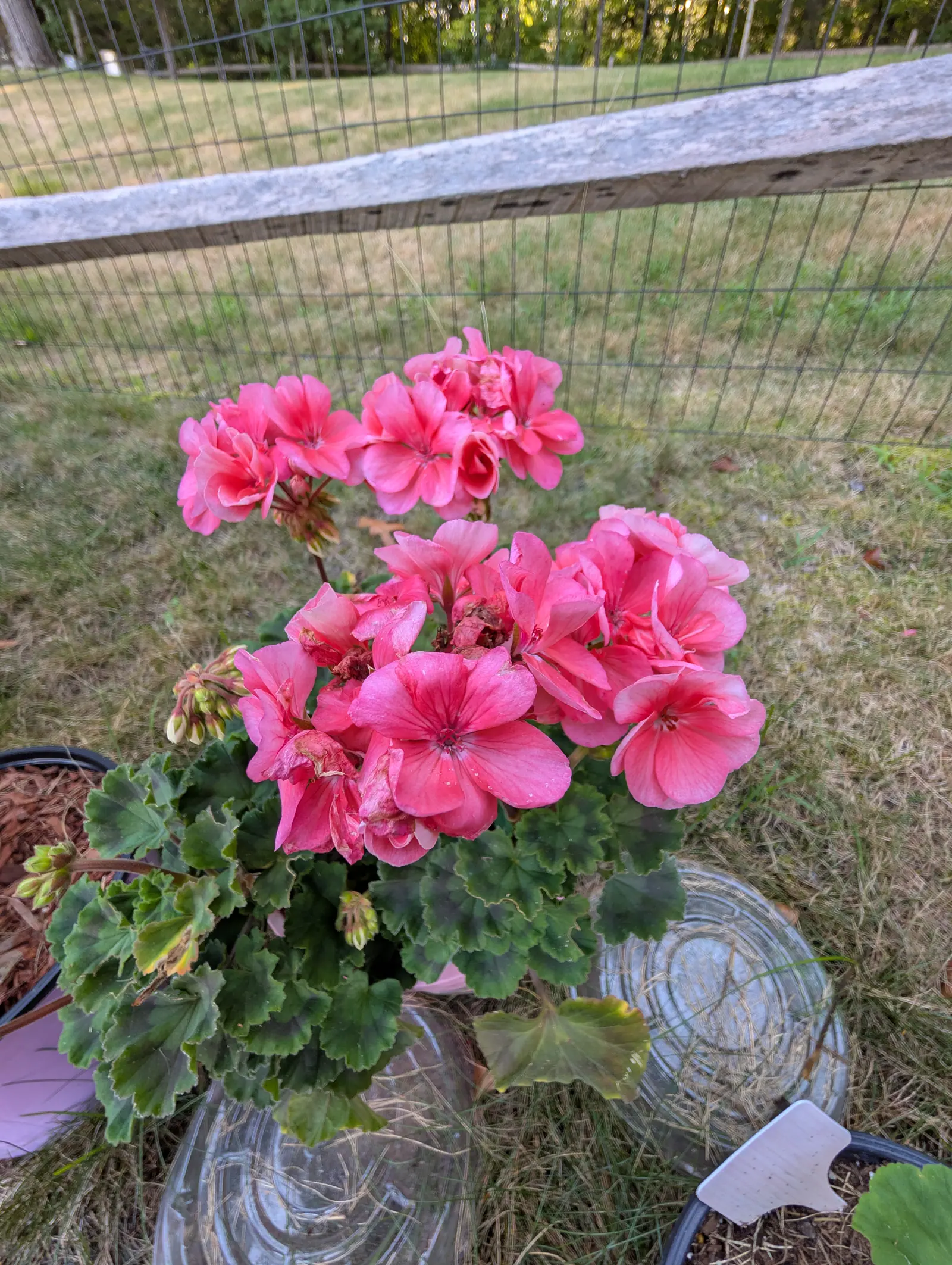 A Fantasia Salmon geranium on 20 August, two heads held up on stout stalks, each floret veined darker rose out of a small dark eye and some already crumpled to tan, over leaves banded with a faint dark horseshoe, in low evening light.