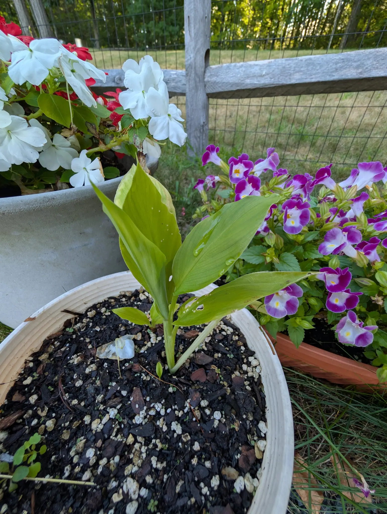 One young shoot on 20 August, four broad blades rising from a single sheathing stalk with fine parallel veins and no branching network to narrow it further, the newest still furled and pale at the tip, in a ribbed cream bowl in low evening light.