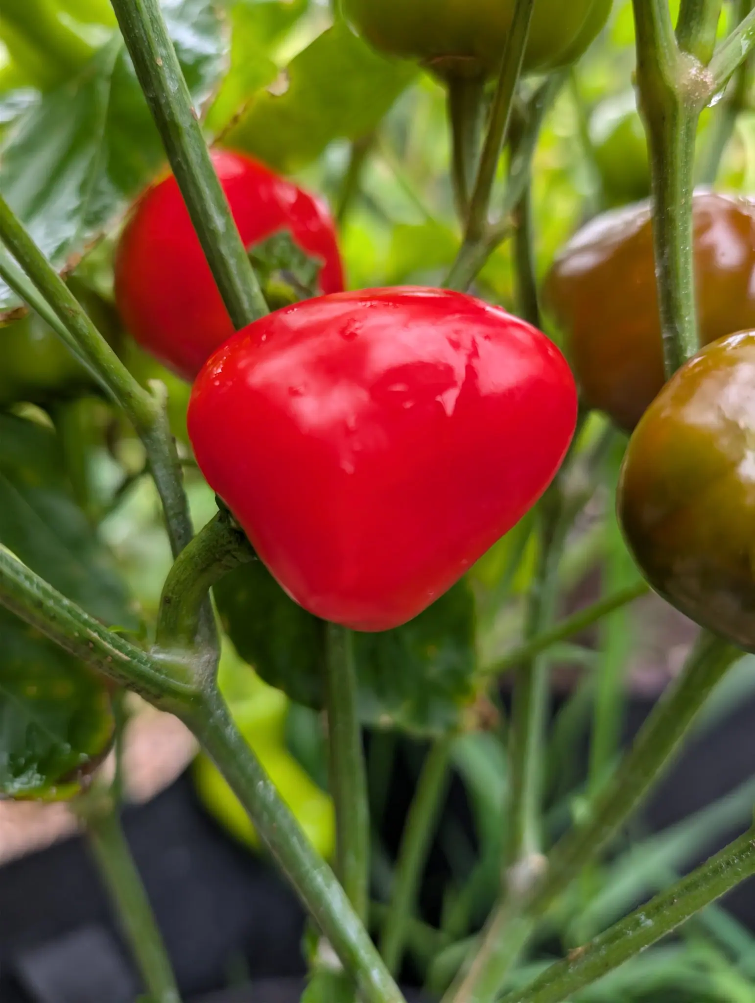 A Red Mini Bell pepper on 20 August, scarlet and flattened with its widest point right at the shoulder, and behind it two more mid-change whose shoulders have gone chocolate-brown over green before any red, every one beaded with water.