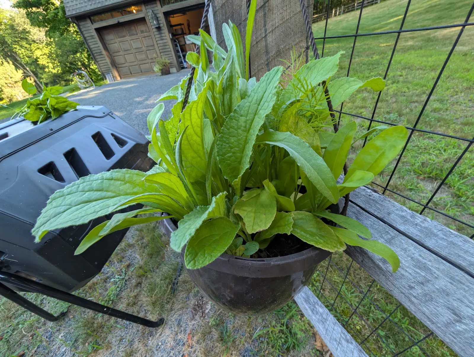 A hanging basket on 20 August sown thick with three kinds of leaf and not one bud open yet — broad blistered blades fringed with coarse pale bristles that catch the light, and a tuft of thread-fine foliage at the edge — in long low side light.