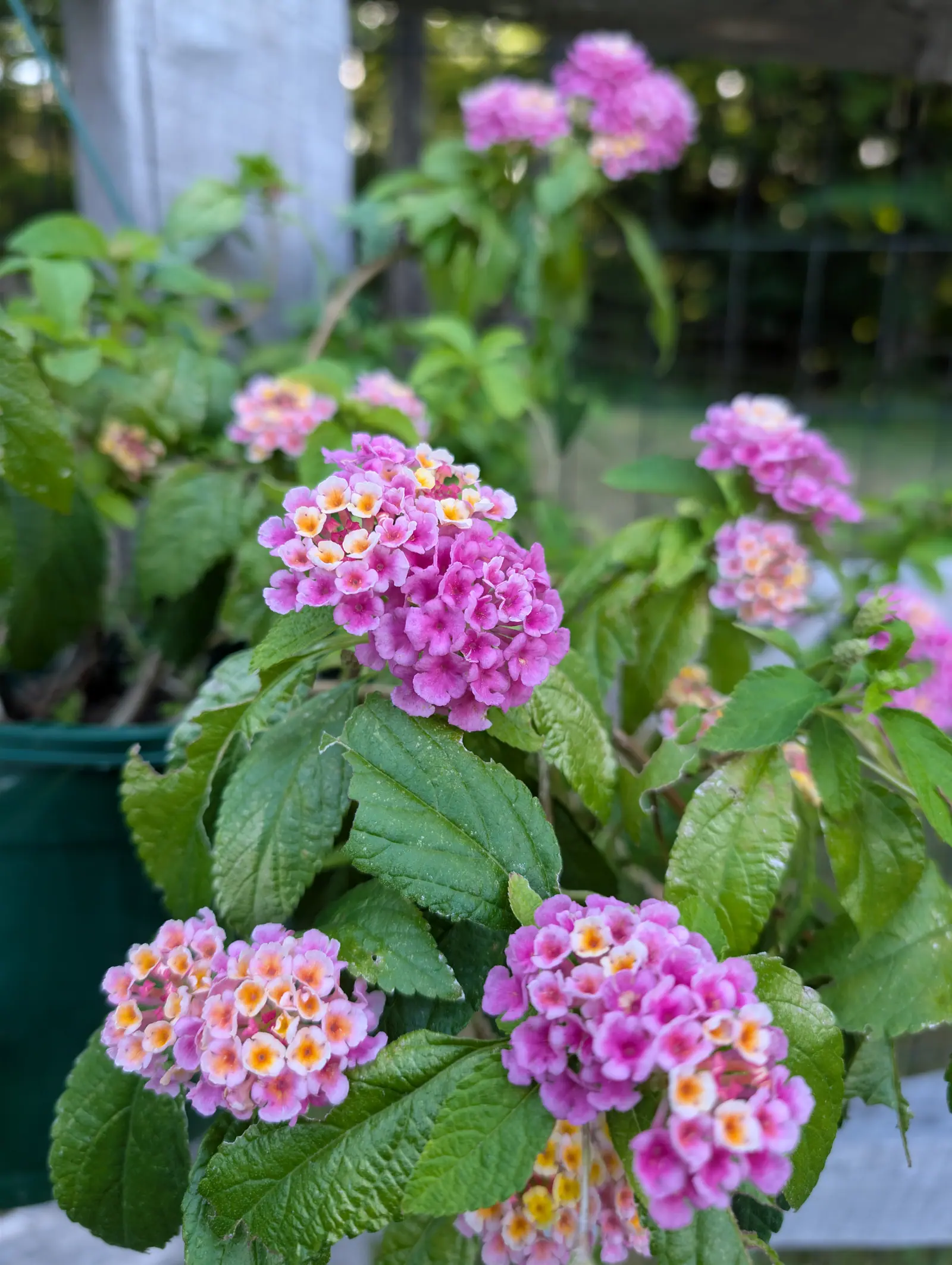 A lantana on 20 August, each flat-topped head ringed by age — cream-white with an orange throat at the middle, then peach, then deep rose-magenta at the rim around a core of tight crimson buds — over puckered, coarsely toothed leaves in shade.
