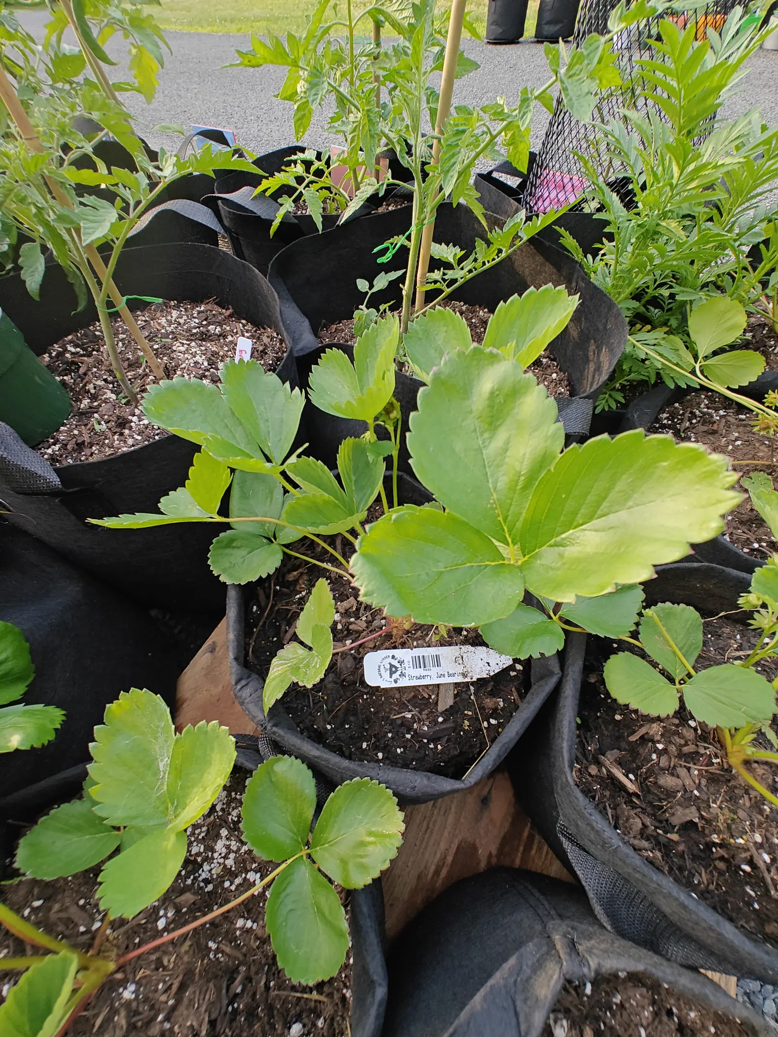 Early June strawberries on 5 June, low rosettes of three-part leaves whose saw teeth are tipped faintly red and whose raised veins pucker the blade, one crown already running a red stolon out across the mix, in warm low evening sun.
