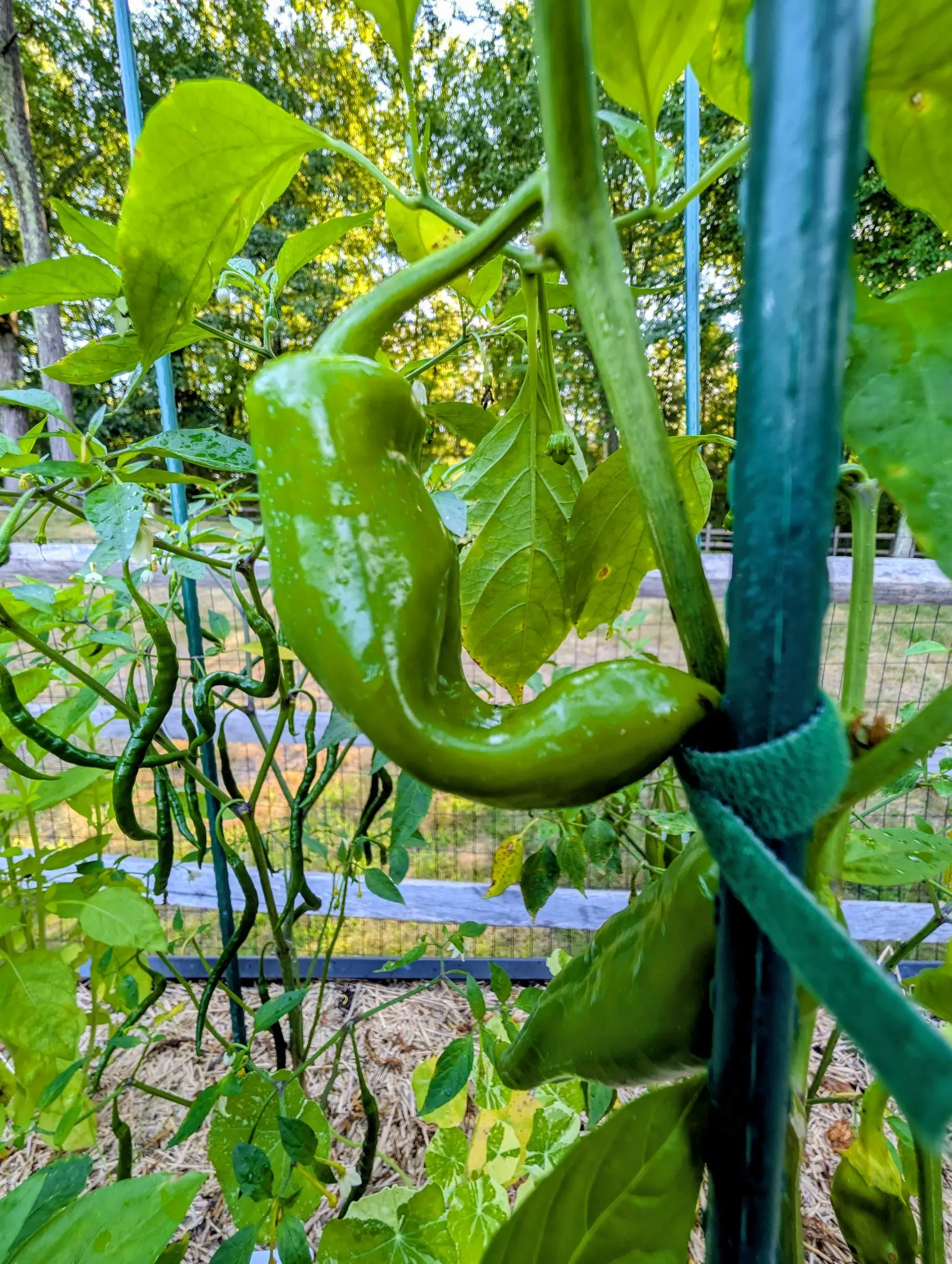 An Anaheim pepper on 20 August, hooked so far back that its blunt tip swings up again, three-sided and creased down its length and still uniformly green under a coat of water, with white flowers open on the same plant in strong low sun.