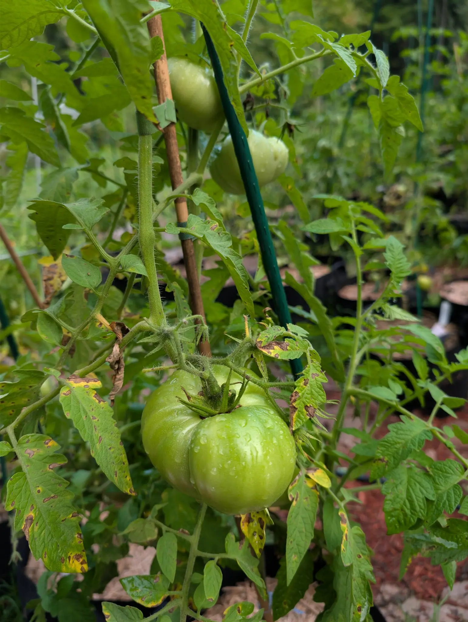 Delicious tomatoes on 21 August, two hanging together from one truss — big flattened globes, matte-skinned and faintly ribbed at the top, darker green across the shoulder — with rows of the same plant receding out of focus in the wet overcast.