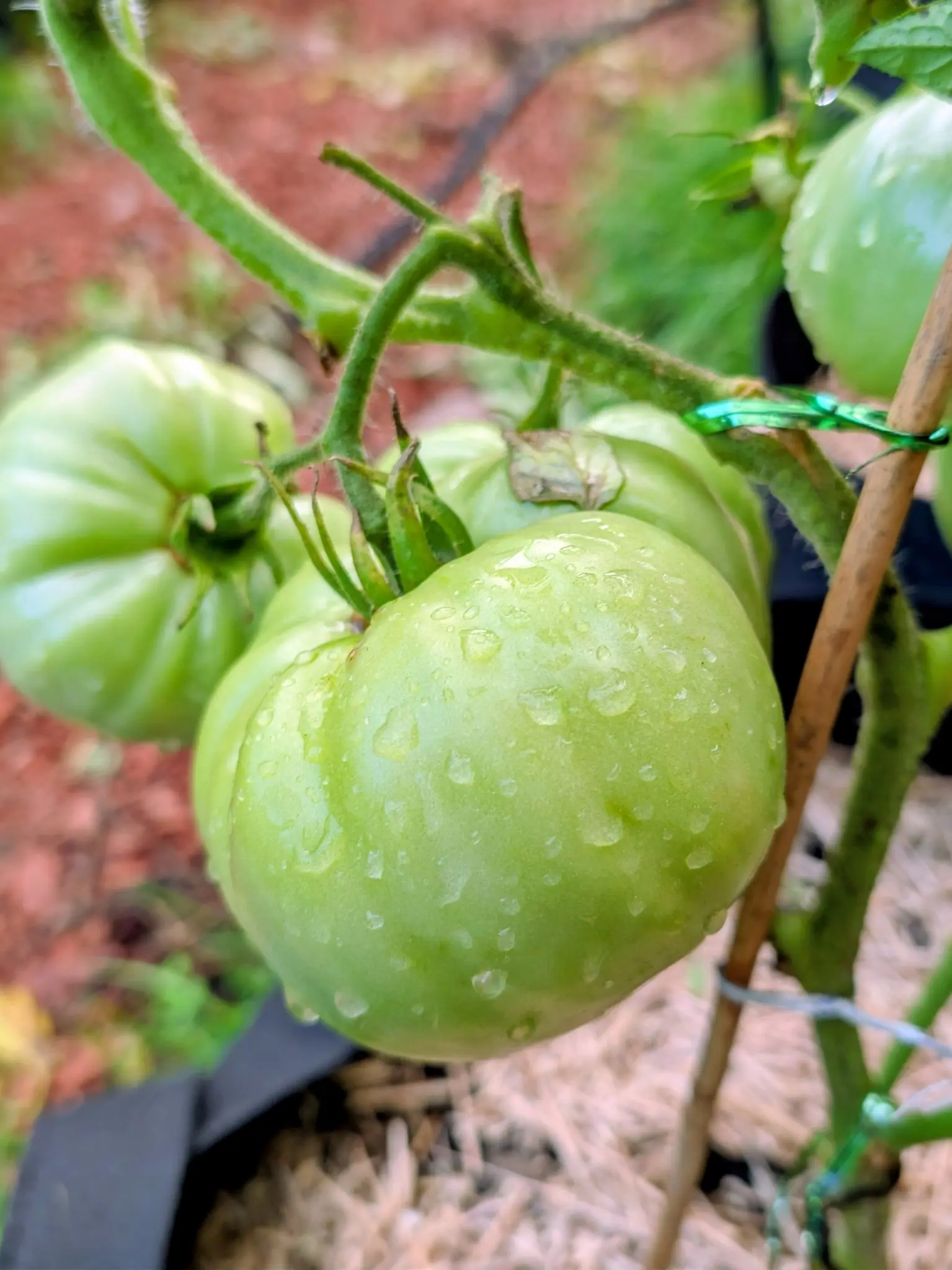 One Delicious beefsteak on 21 August, pale apple-green going yellower toward the blossom end and perfectly beaded with rain, a short healed pink scar across its upper shoulder, and beside it one so deeply pleated its shoulder is lobed, not round.