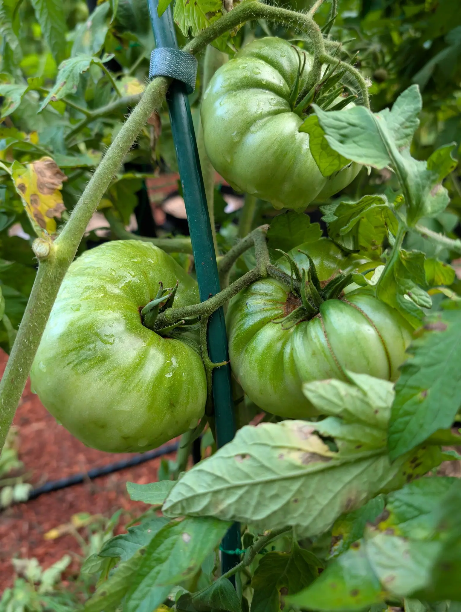 Four Delicious beefsteaks on 21 August, all still green and all deeply pleated, fine tan corky lines following the bottom of every pleat like healed seams, and rain standing on the smooth skin between them in flat overcast light.