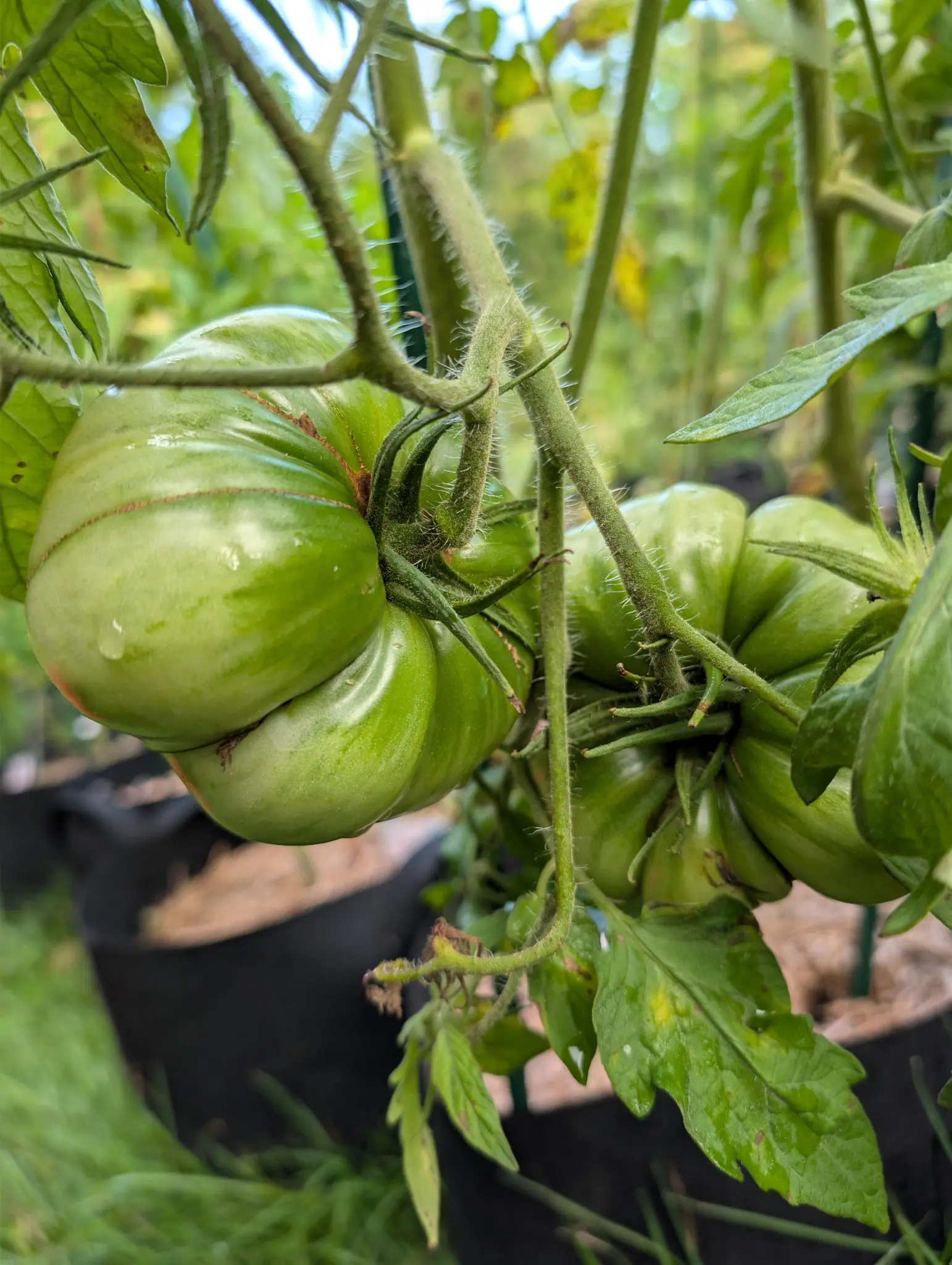 A Delicious tomato on 21 August grown as several fruit fused into one — a deep cleft dividing a broad upper lobe from two swollen lobes below, a corky brown scar running along its floor and rust-colored seams crossing the shoulder above.