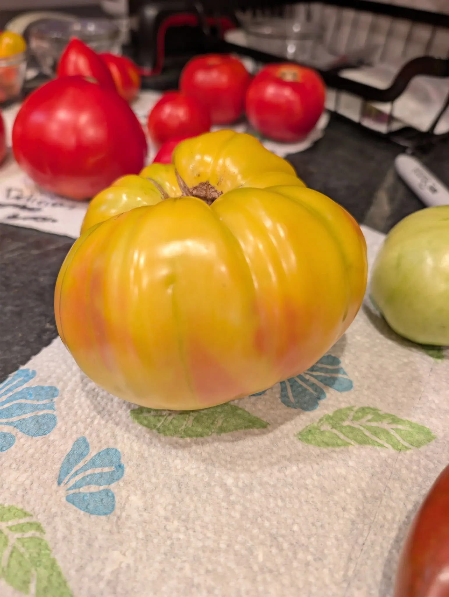 A Pineapple Tomato on 22 August stood on its blossom end, ribbed into nine broad lobes like a small pumpkin, lemon yellow over most of it and greener in the grooves, with rose and salmon blushes bleeding up the flanks under warm indoor light.
