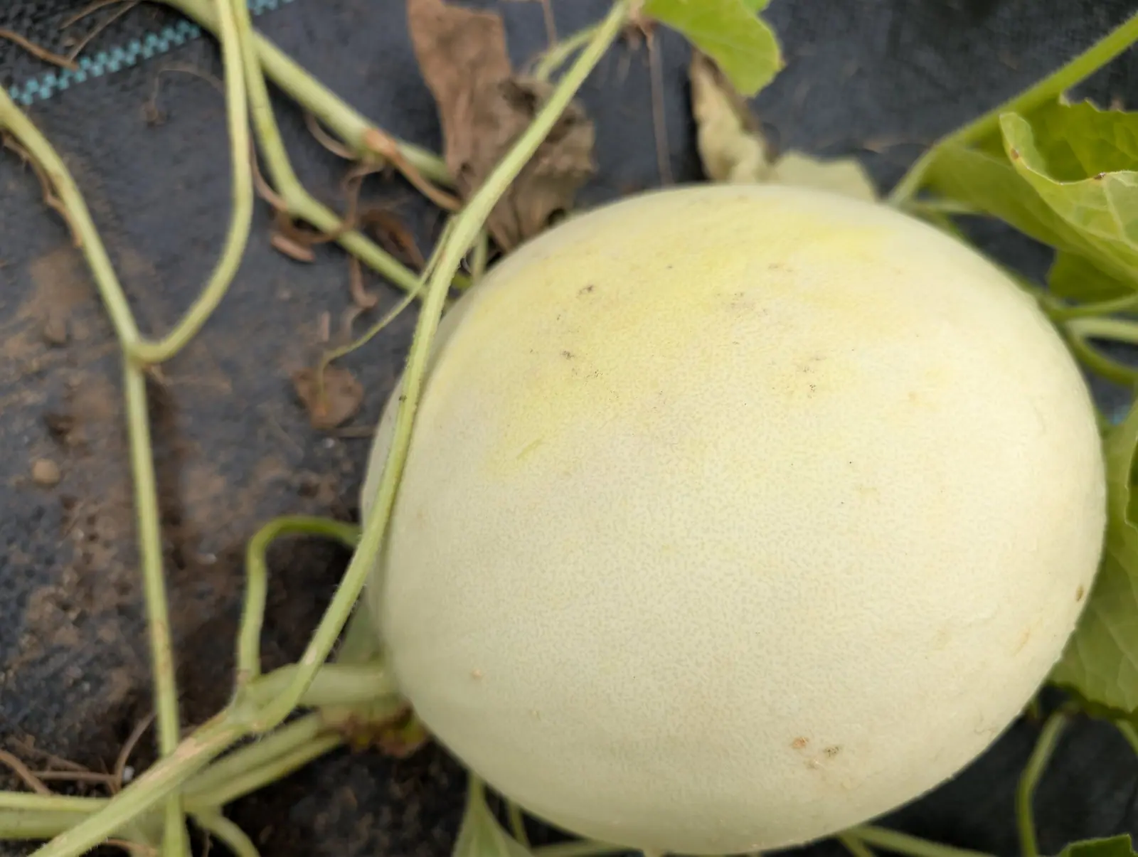 A Green Flesh honeydew on 22 August, round and still on the vine, its rind smooth as wax with no net over it at all and only a lemon flush across the upper shoulder, the bristly stem looping in past it with tendrils gone dry and curled.