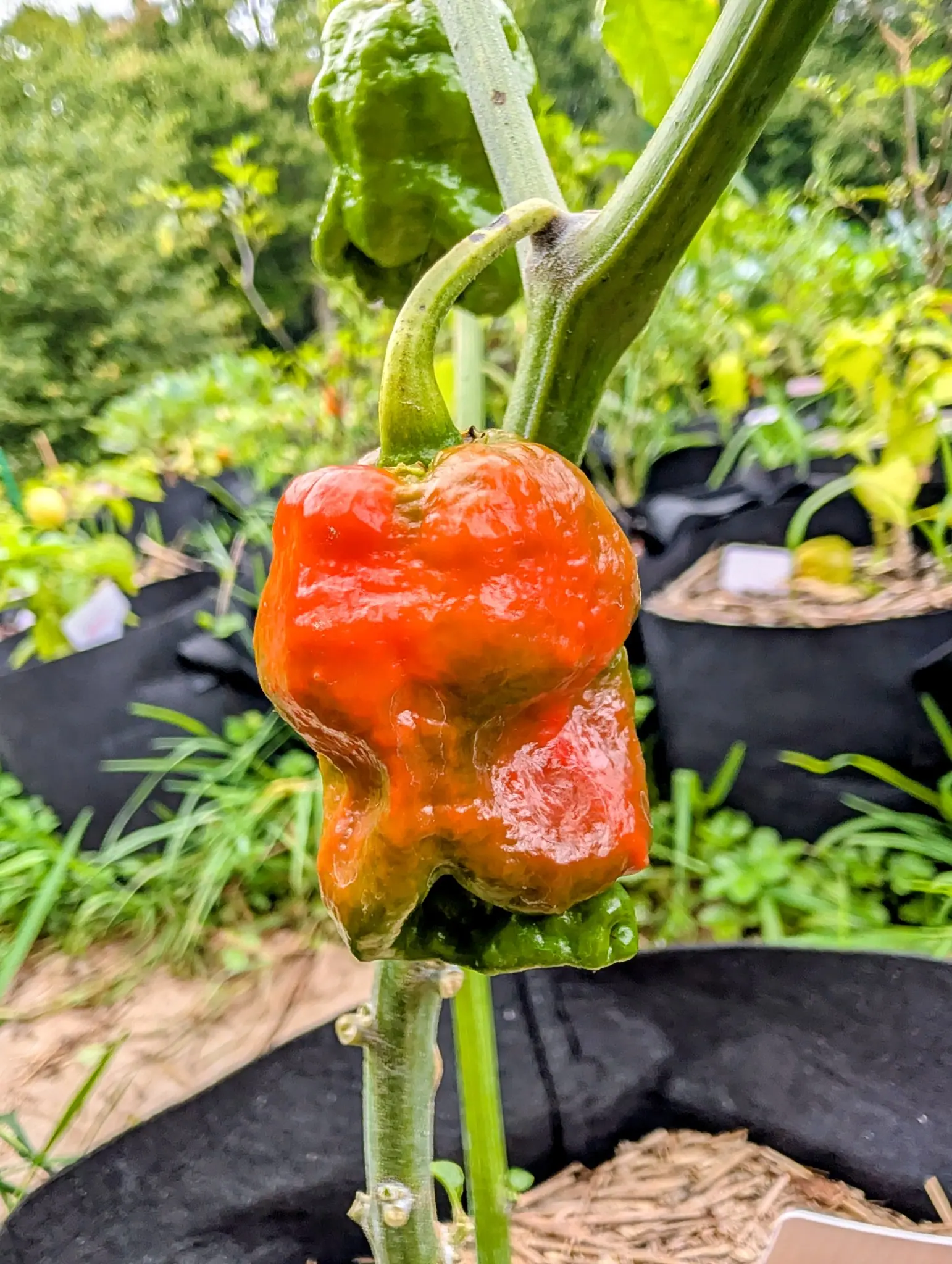 An Armageddon pepper on 22 August, hung nose-down from a stalk crooked over like a shepherd's hook, orange-red across the top and bruised olive in the hollows with the tip still green, its skin webbed over with fine pale corky lines.