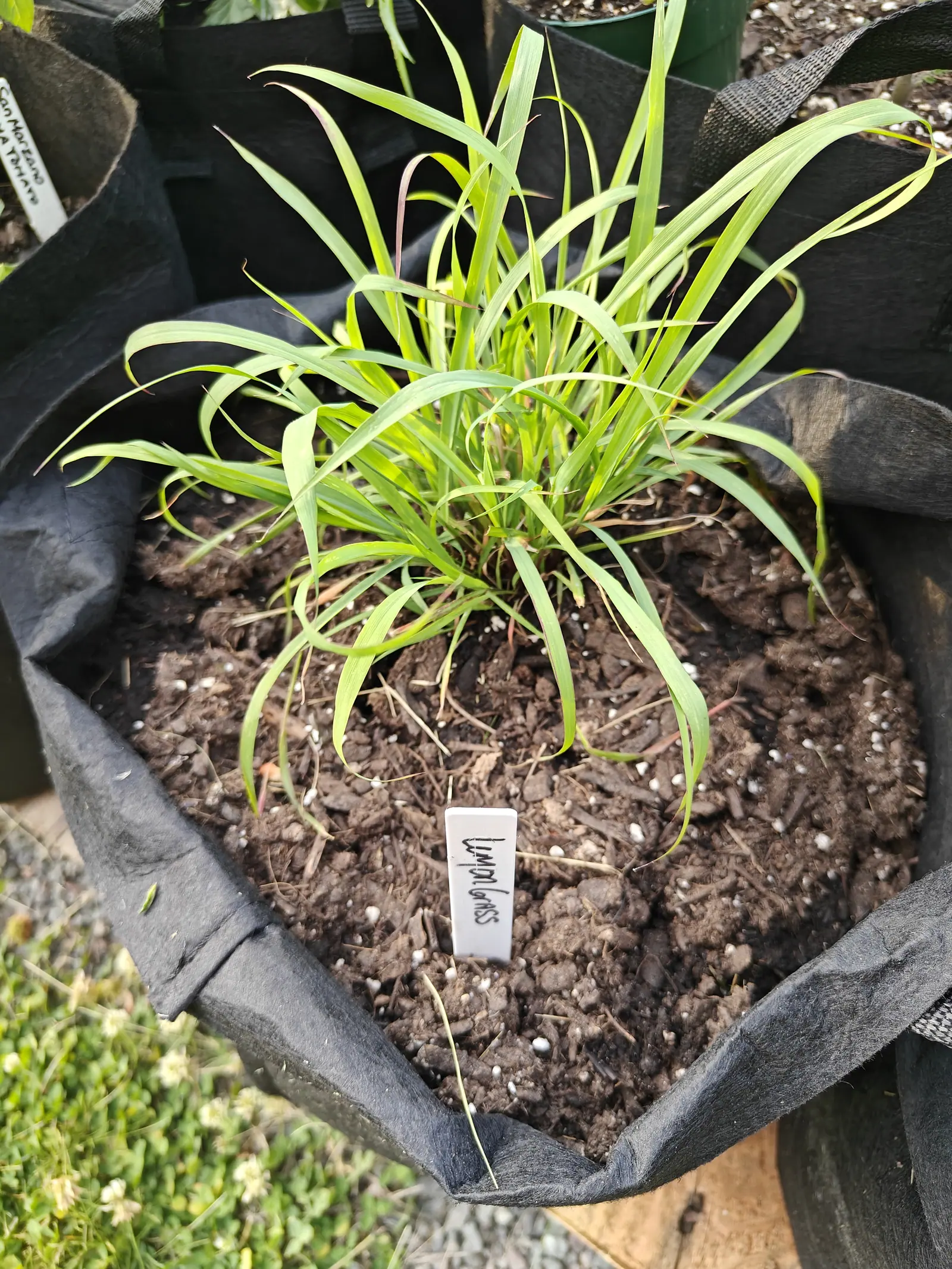 A clump-forming grass on 5 June, thirty-odd flat blades arching out of one dense tuft and drooping at their straw-dried tips, the sheaths at its base washed pink-red and a few blades cut cleanly straight across, in soft flat light.