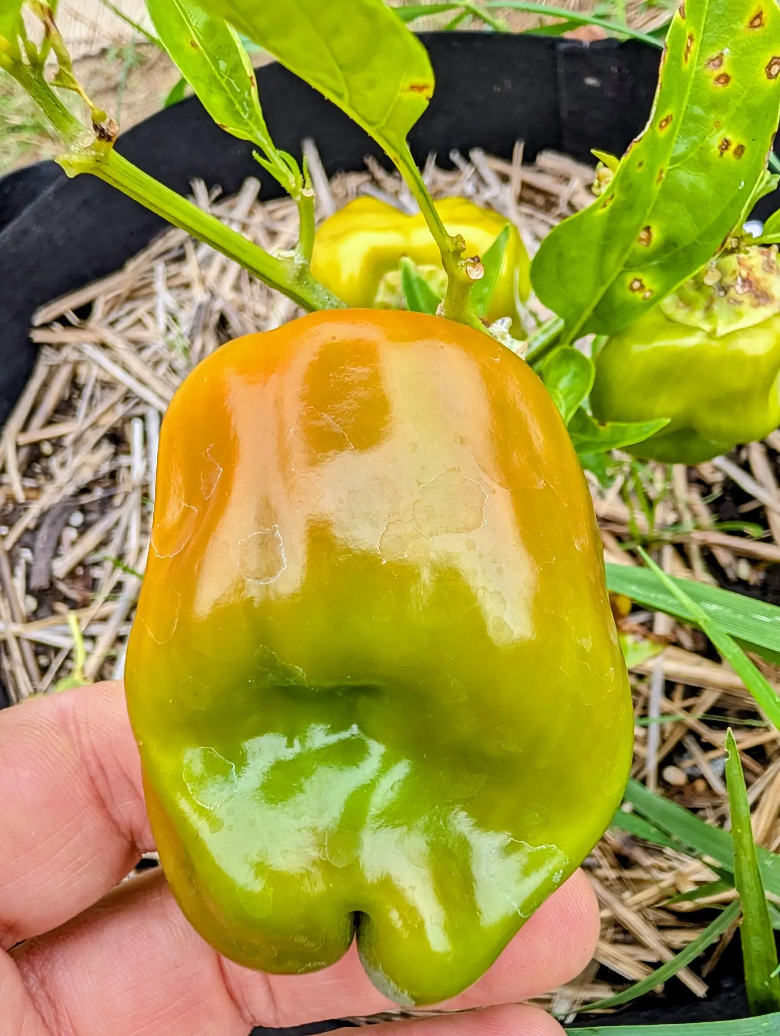 A Carmen pepper on 22 August, held up in a bare hand and caught mid-turn — deep gold across the top shoulder sliding through cream to clear green over the bottom third — square-shouldered, three-lobed and beaded with water.
