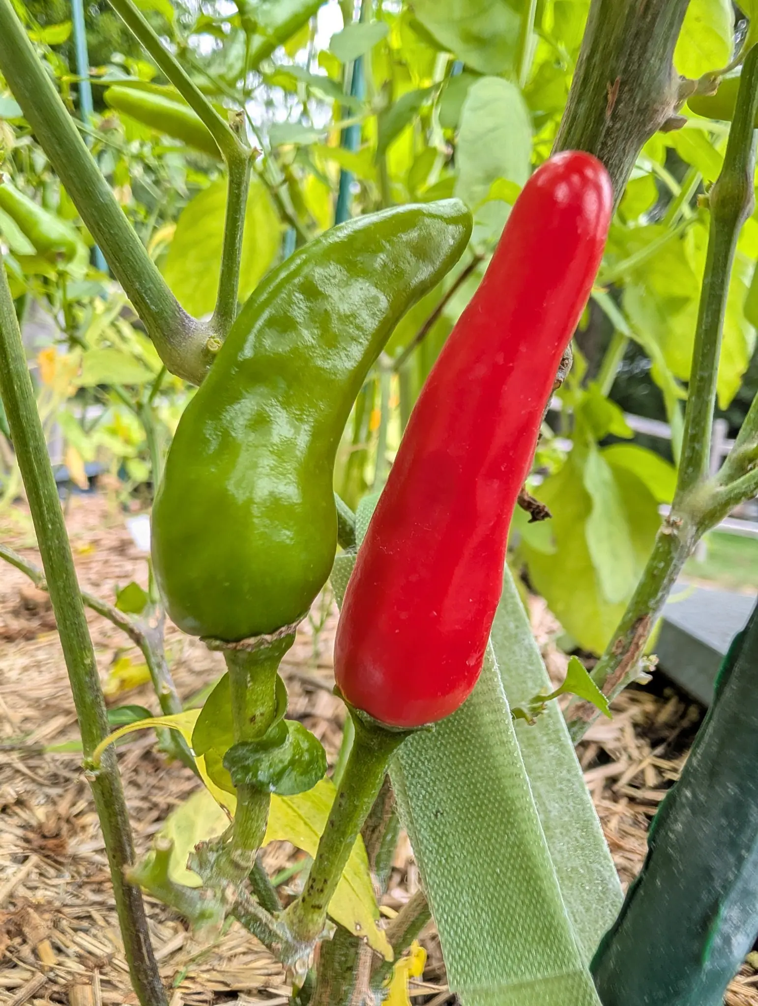 Two Piri Piri chilies on 22 August standing upright side by side, the ripe one glossy scarlet and longer than any leaf in the frame, its tip rounded rather than pointed, the other still green and curved, swelling at the middle before it blunts.