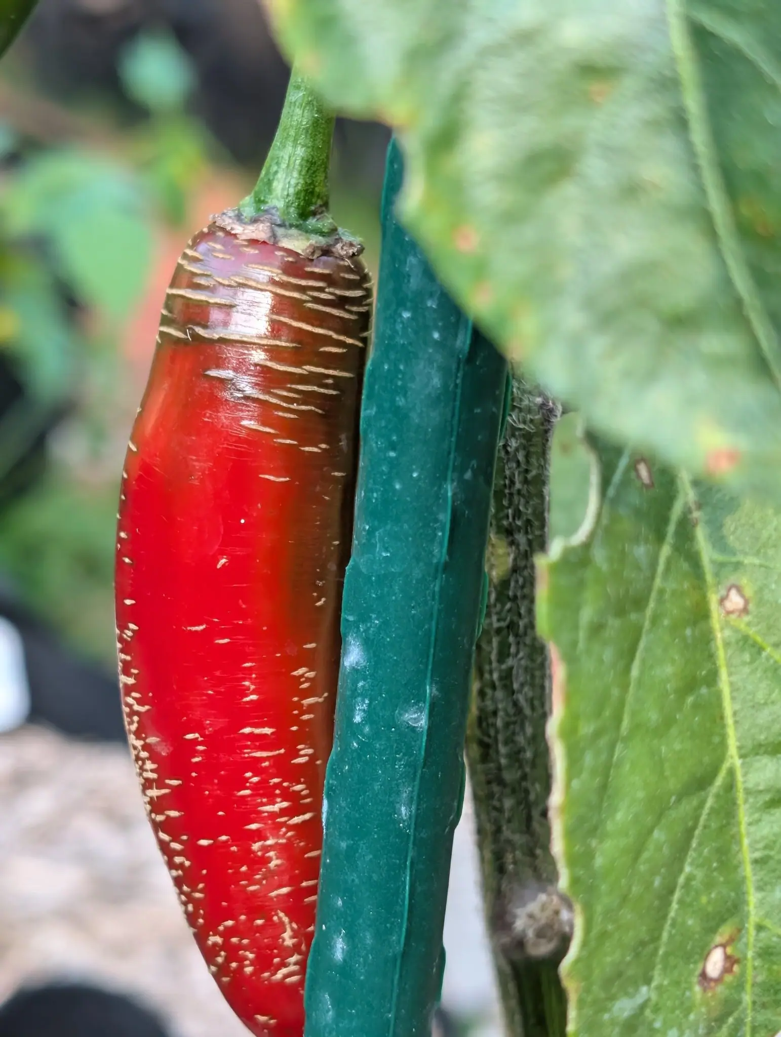 A Kori Sitakame chili on 24 August, maroon at the shoulder and glossy scarlet below, stitched all over with fine raised corky dashes that stand proud like healed scratches and thin out toward the tip, its stem behind matted gray with wool.