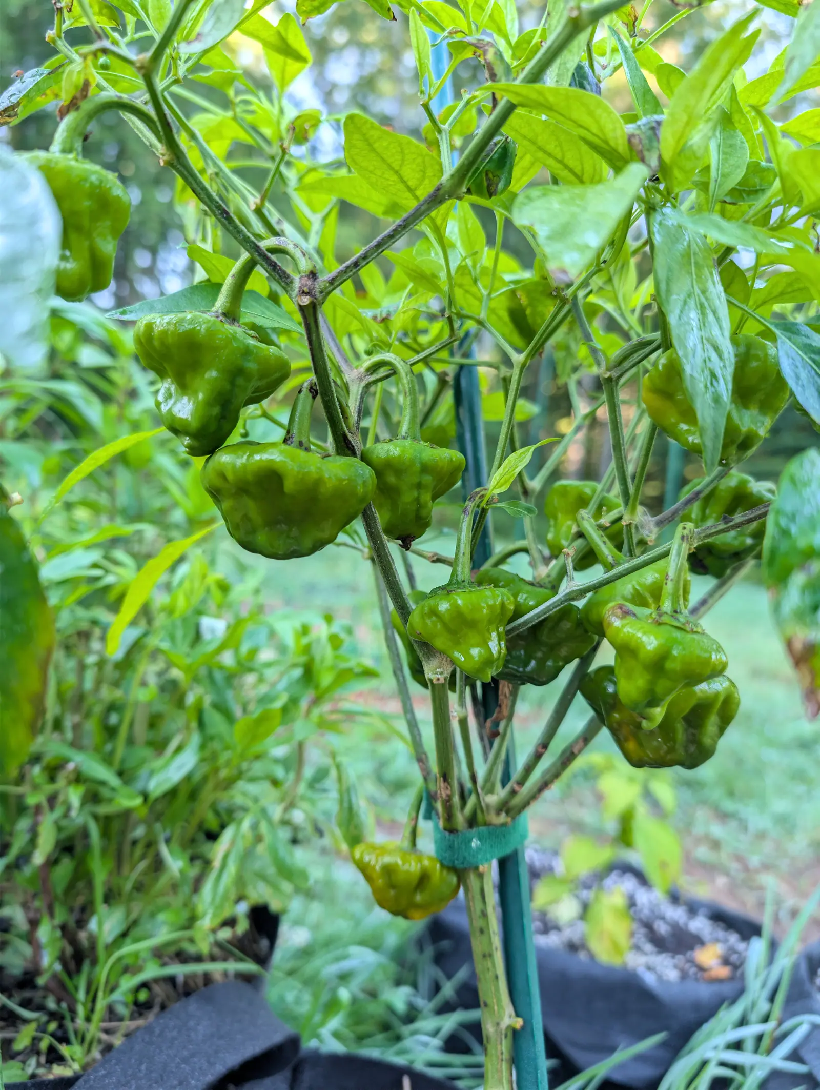 A Jamaican Yellow Mushroom plant on 25 August, a dozen crumpled lantern-shaped fruit hung nose-down from crooked stalks at every level of it, all still green in the folds but one low in the middle going olive and butter-yellow, against a bright pale sky.