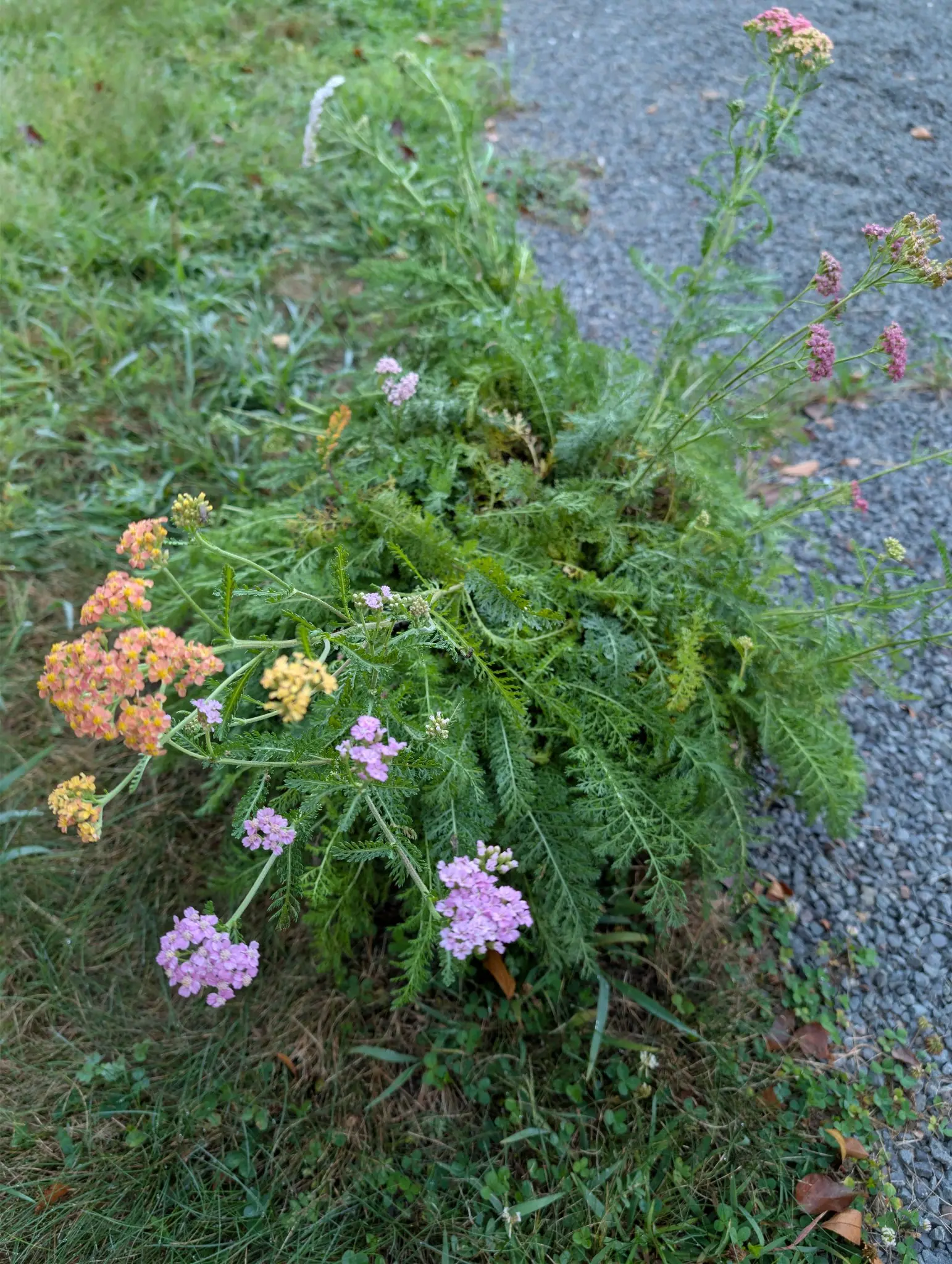 Summer Pastels yarrow on 25 August, one clump flopped open across a gravel edge and carrying every color it has at once — salmon-apricot, buttery yellow, lilac-pink, deep rose — each flat head crowded with notched florets around gold centers.