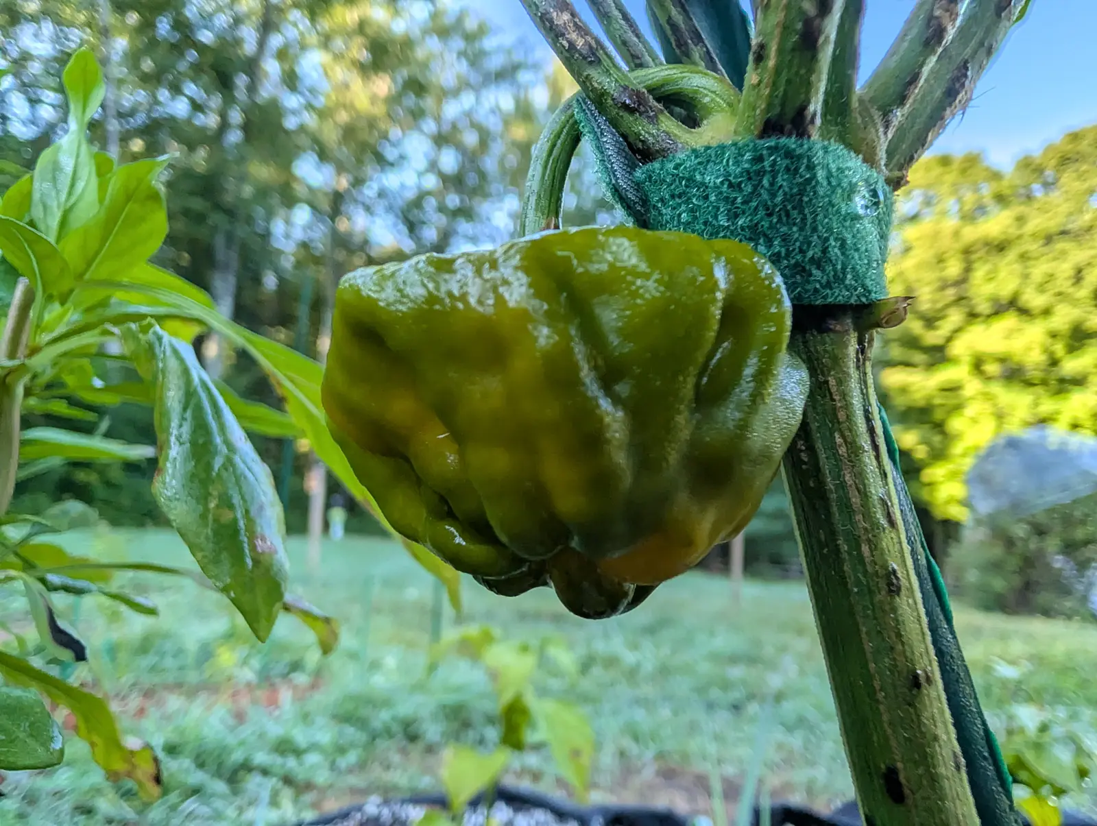 A Jamaican Yellow Mushroom pepper on 25 August shot close from below, bottle green and crumpled into lobes with a gray bloom over its upper half, the first butter-gold blush showing on the lowest lobe of all, blue sky and cloud beyond the treeline behind it.