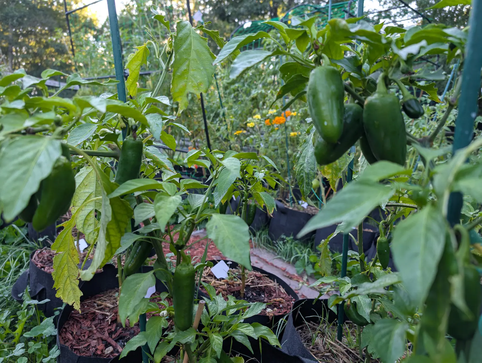 Capeliente peppers on 25 August, a dozen still deep glossy green down a row of plants, plump and square-shouldered and tapering to a blunt tip, with one small pale toadstool up in the mulch beside them and the sun already behind the trees.