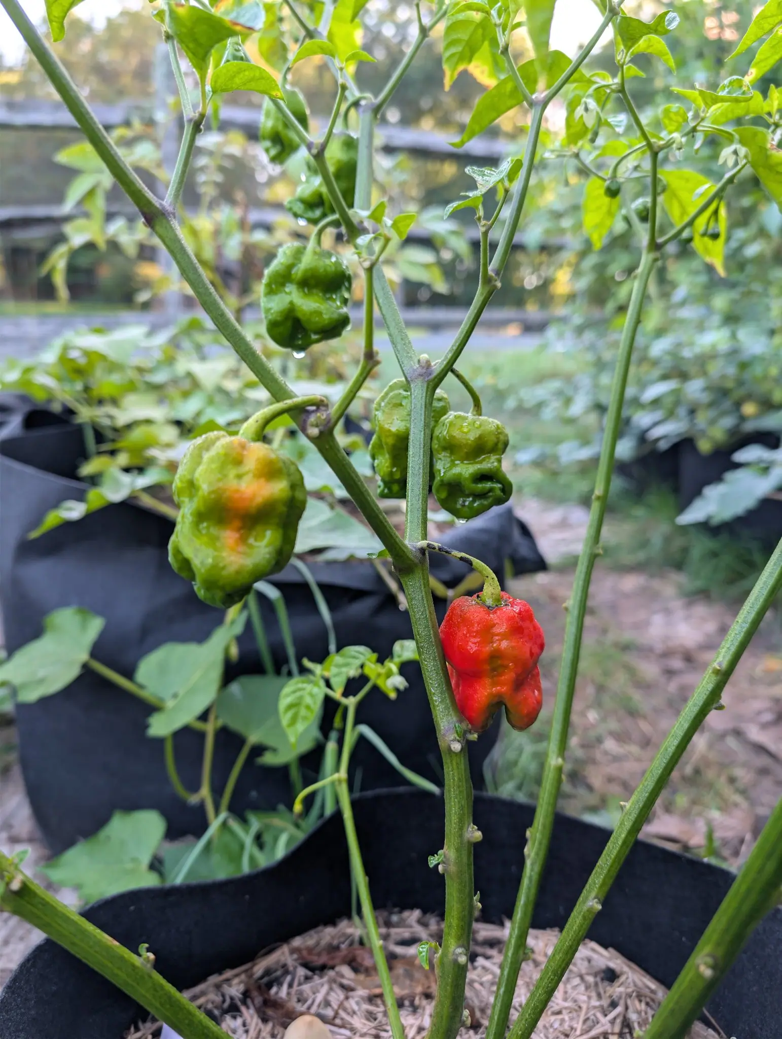 Armageddon peppers on 25 August at five stages on one leggy plant — one glistening scarlet, one flushing apricot outward from its middle, and one green fruit folded into a deep S along its side — all of them still wet from rain.
