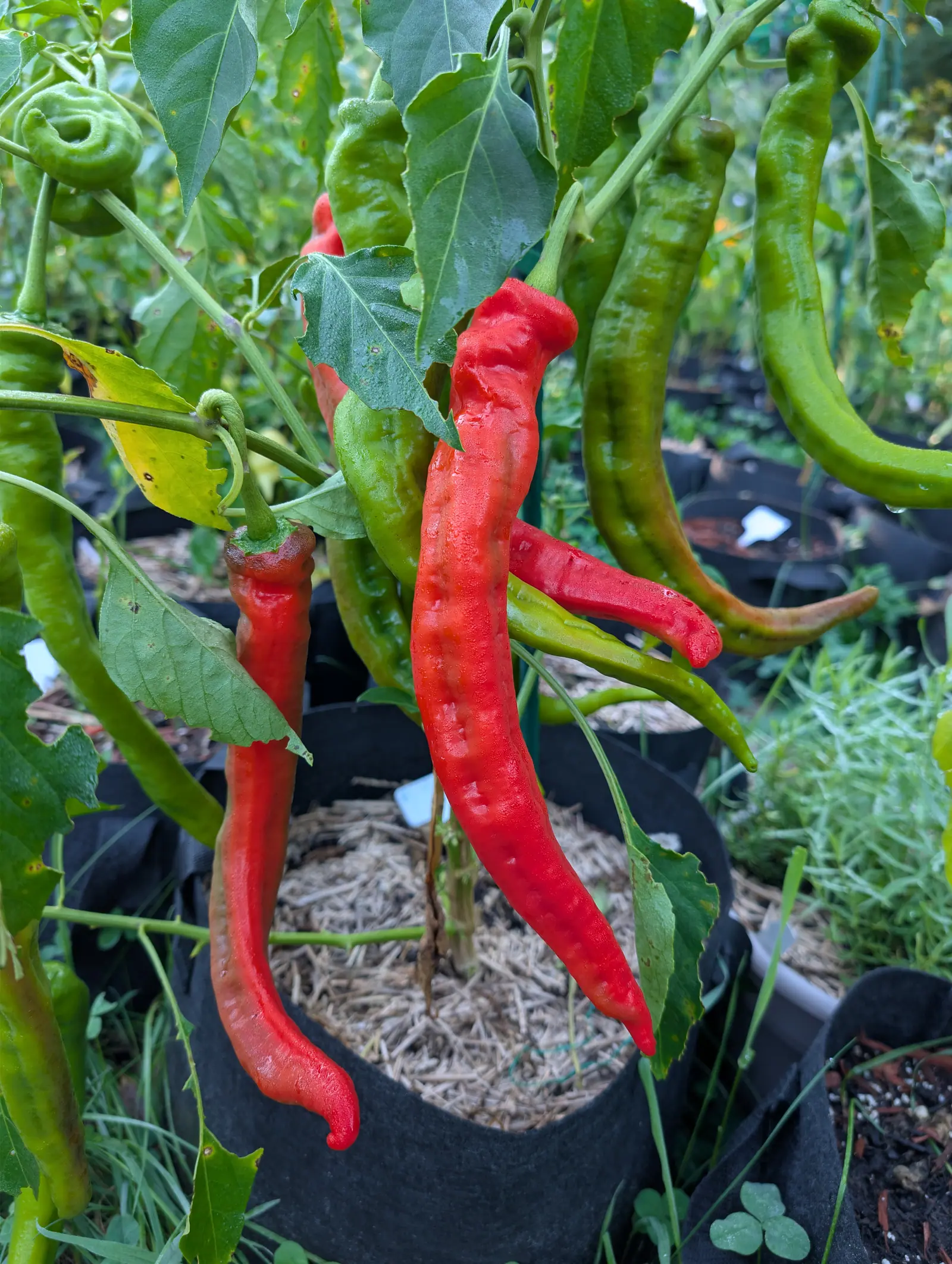Ristra Cayenne chilies on 25 August, two gone brilliant scarlet — one hanging straight, one sweeping into an S with a hooked tail — while a green one above has curled right round on itself into a closed ring, all of them wet from rain.