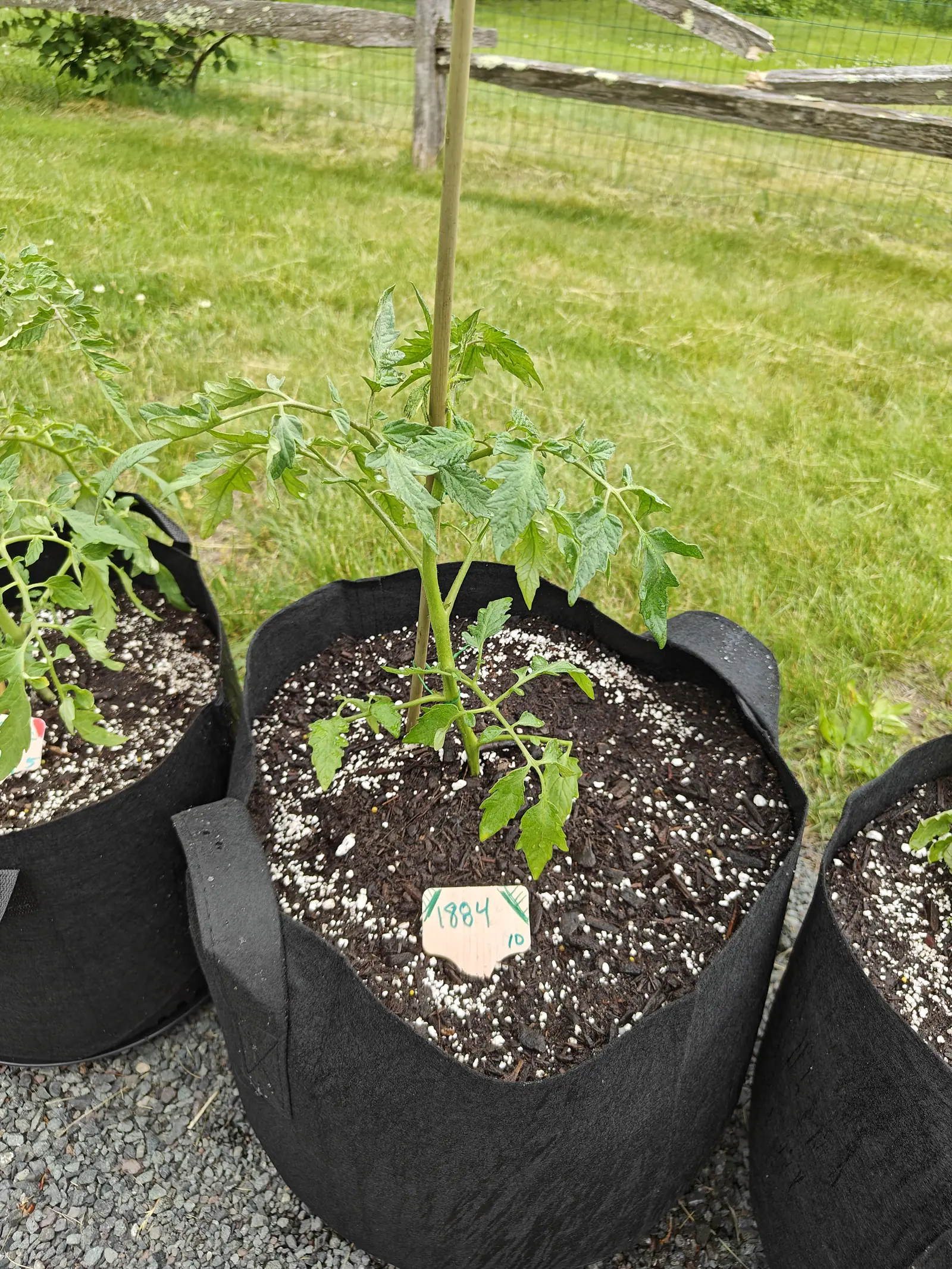 An 1884 tomato on 7 June, still flowerless — gray-green compound leaves with tiny extra leaflets squeezed in between the pairs, every rib furred with short white hairs, under flat overcast light with no shadow anywhere.