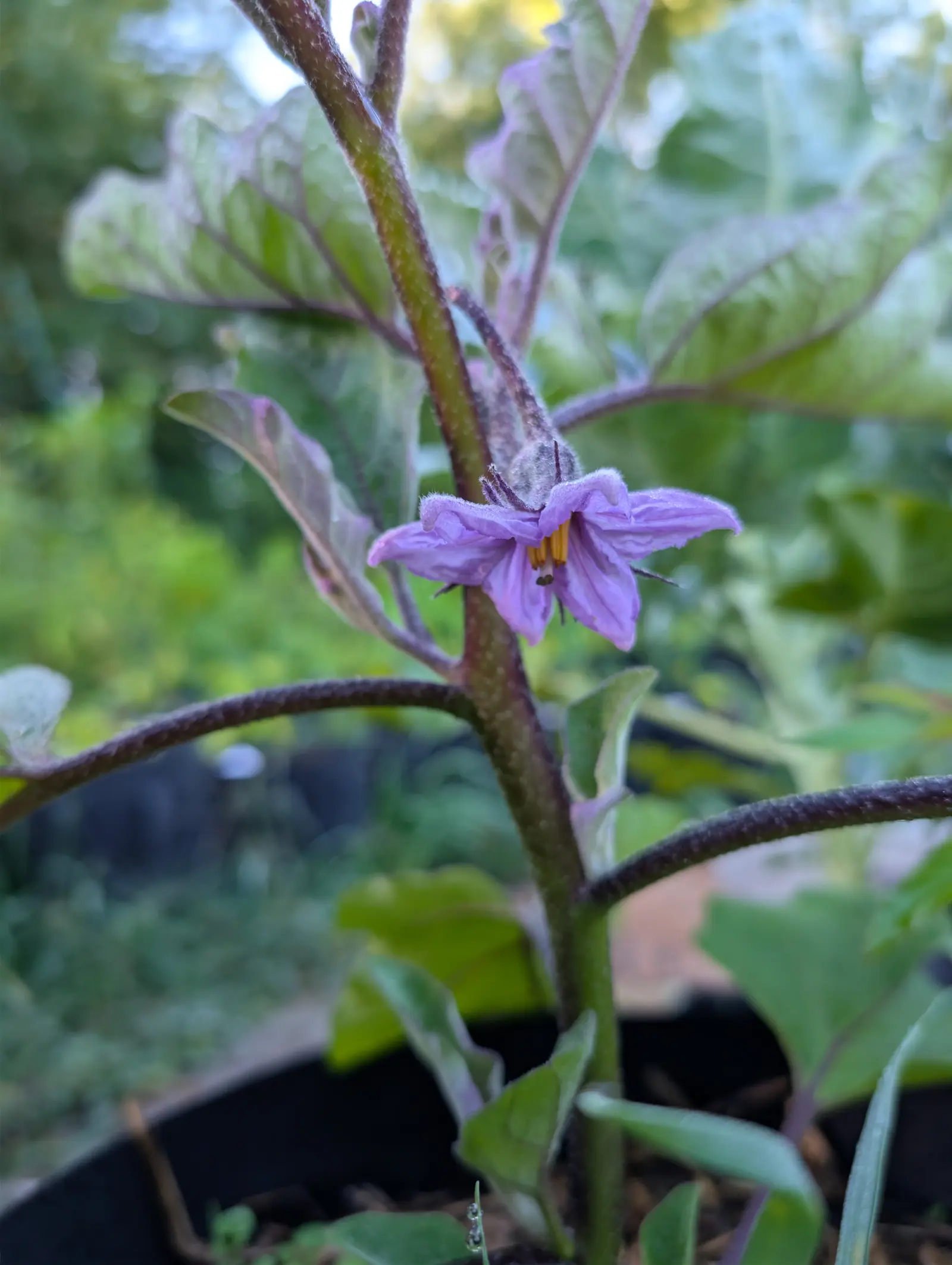 A Ping Tung Long eggplant flowering on 25 August with no fruit set yet — five pale lilac lobes still creased from opening, veined darker violet out of the throat, around a tight cone of orange-yellow anthers, on a stalk set with purple prickles.
