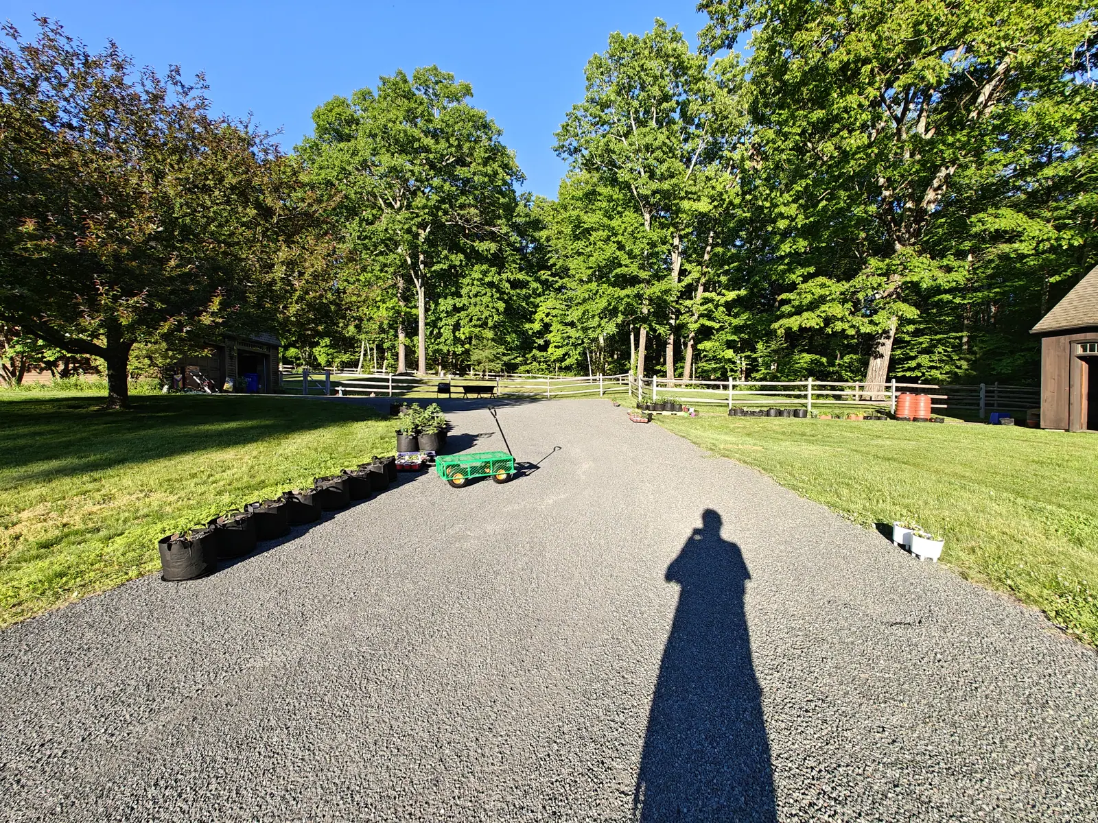 Planting day on 3 June, looking straight down the gravel drive between the outbuildings with the transplants still too small to tell apart, pots set out along both verges and the photographer's own long shadow thrown up the middle of the frame.