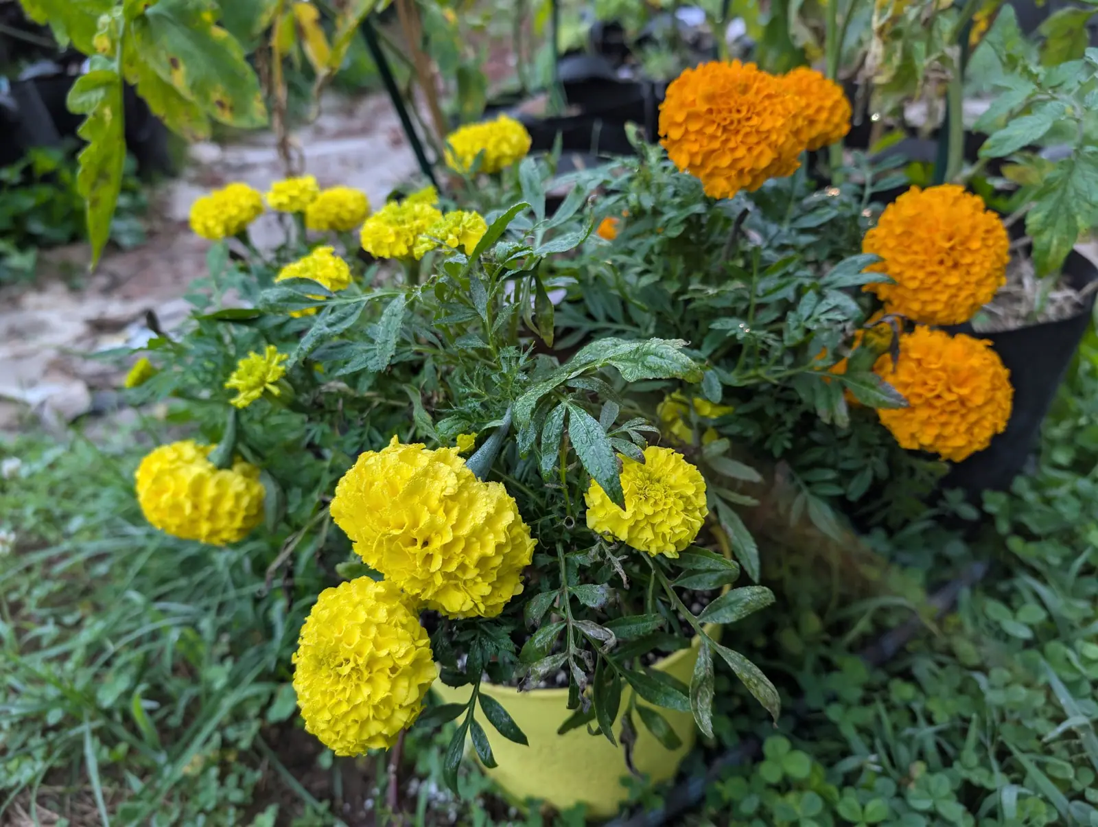 Marigolds on 26 August, tight double pompoms in two colors at once — bright yellow in the pot at the front, deep orange in the one behind it — packed above finely cut pinnate leaves, with tomato foliage leaning in over them from above.