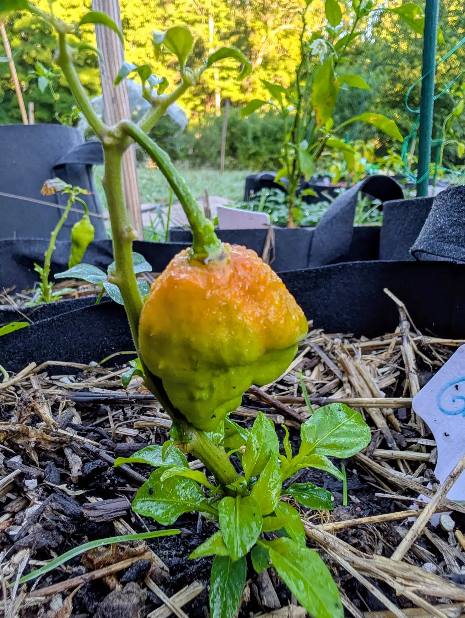 A Ghost chili on 26 August, its pitted and puckered wall gone deep orange down from the shoulder while the blunt base is still green, hung from a stalk thin enough to bow under it, every hollow holding dew from the night.
