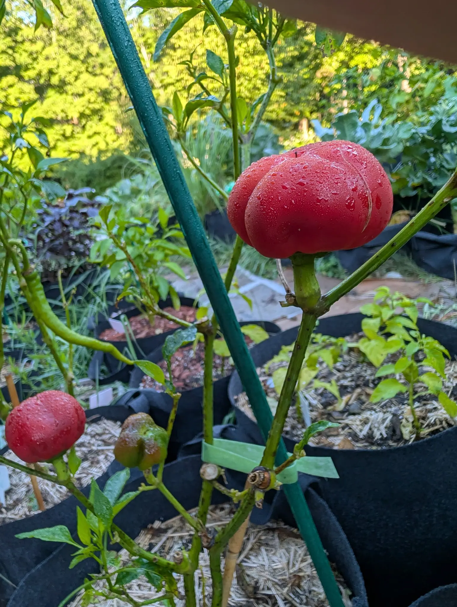 A Cherry Stuffer pepper on 26 August, sitting upright on its stalk rather than hanging, deeply ribbed and glossy red under a film of dew, with a second already red beside it, a third still turning, and purple lettuce behind.