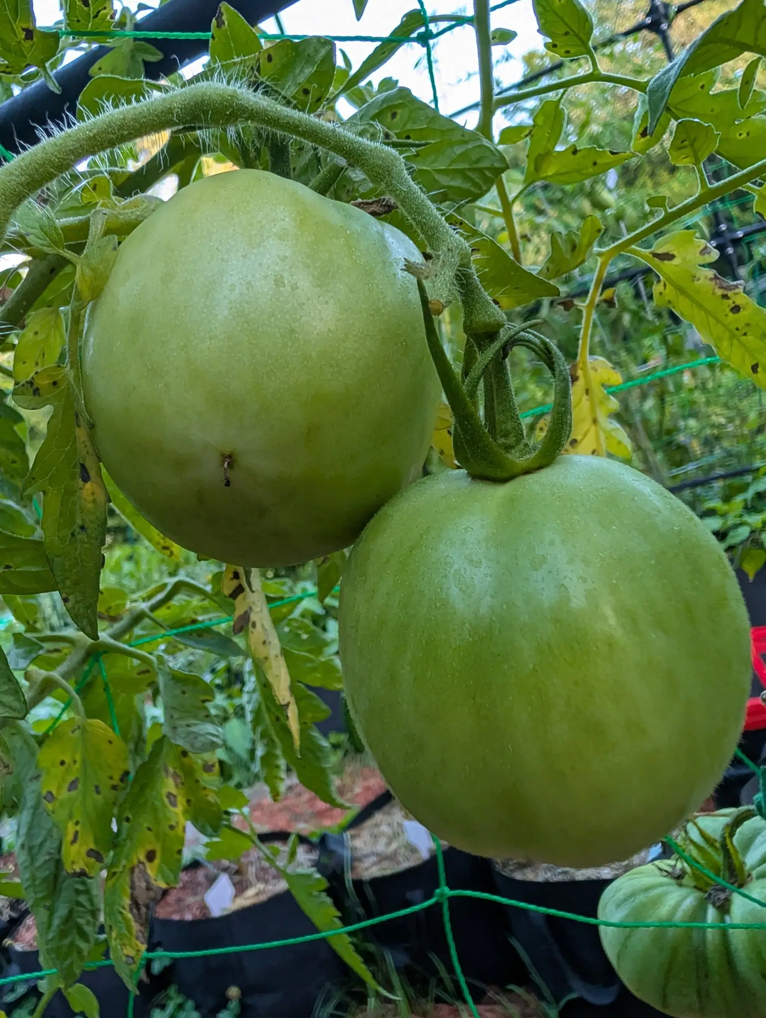 Two Sunray tomatoes on 26 August hanging close together from one thick hairy stem, both still round and green, the nearer of them just paling across the shoulder where the change starts, the trellis mesh behind them out of focus.