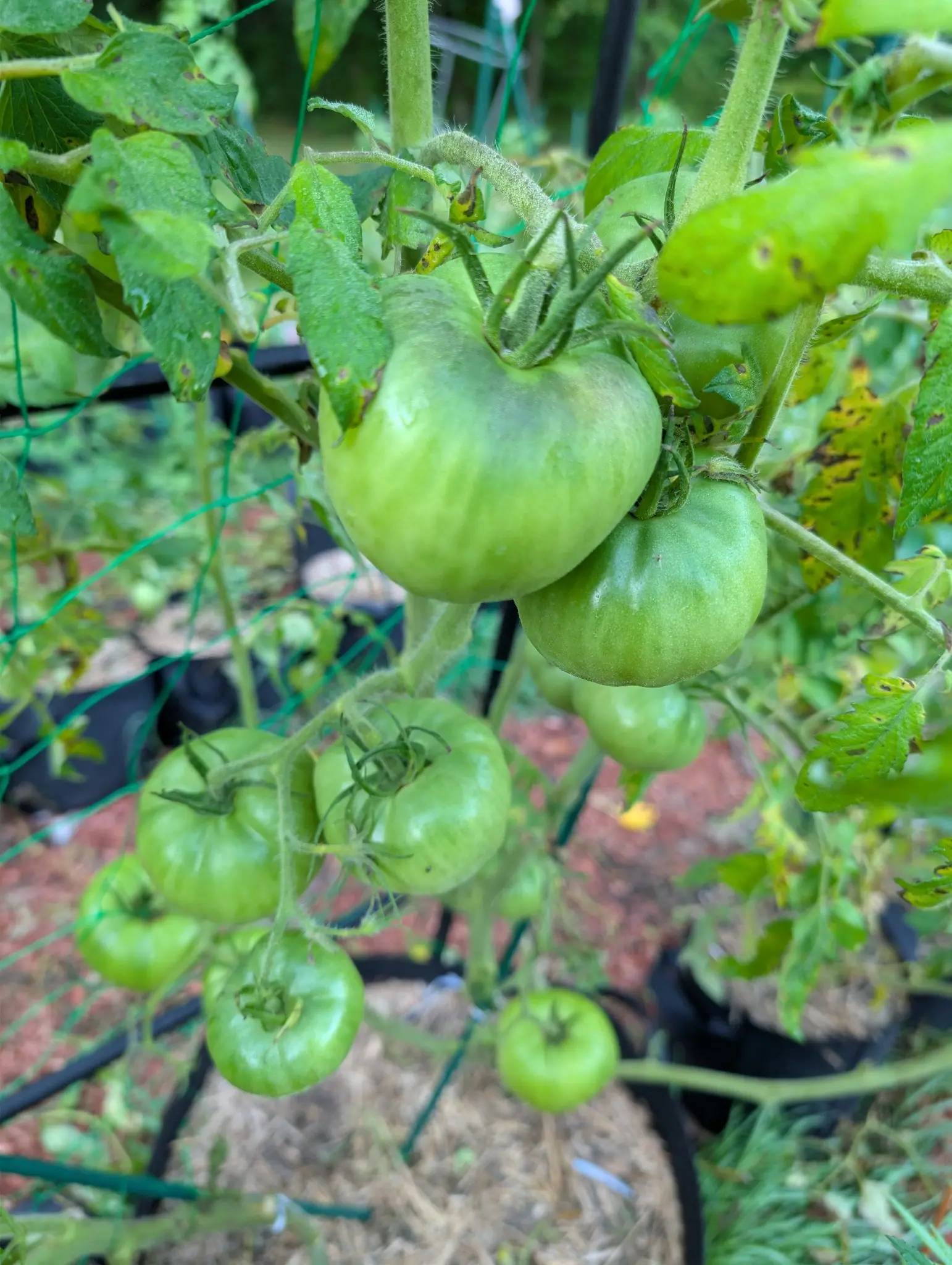A Big Boy truss on 26 August carrying eight or more green fruit at every size at once, the two broadest and most deeply ribbed right at the top of the cluster, each held under a green star of calyx on a stem furred white with hair.